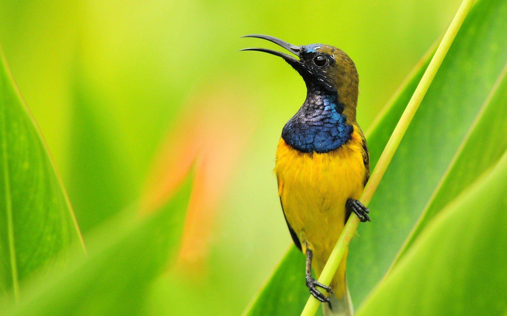 1920x1200 Colibri Bird HD Wallpaper Hummingbird