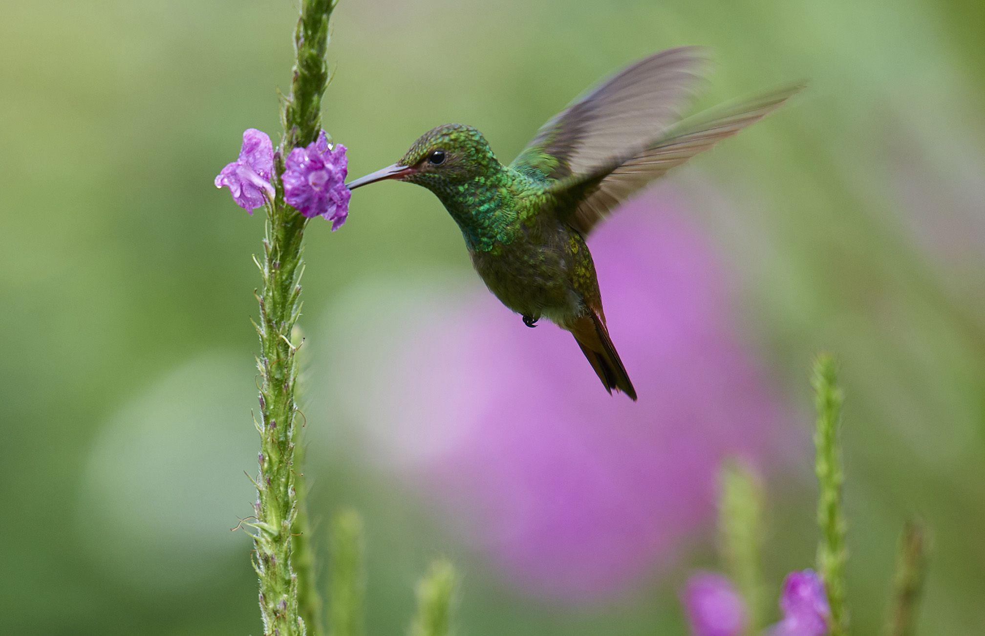 Colibri Wallpapers - Top Free Colibri Backgrounds - WallpaperAccess