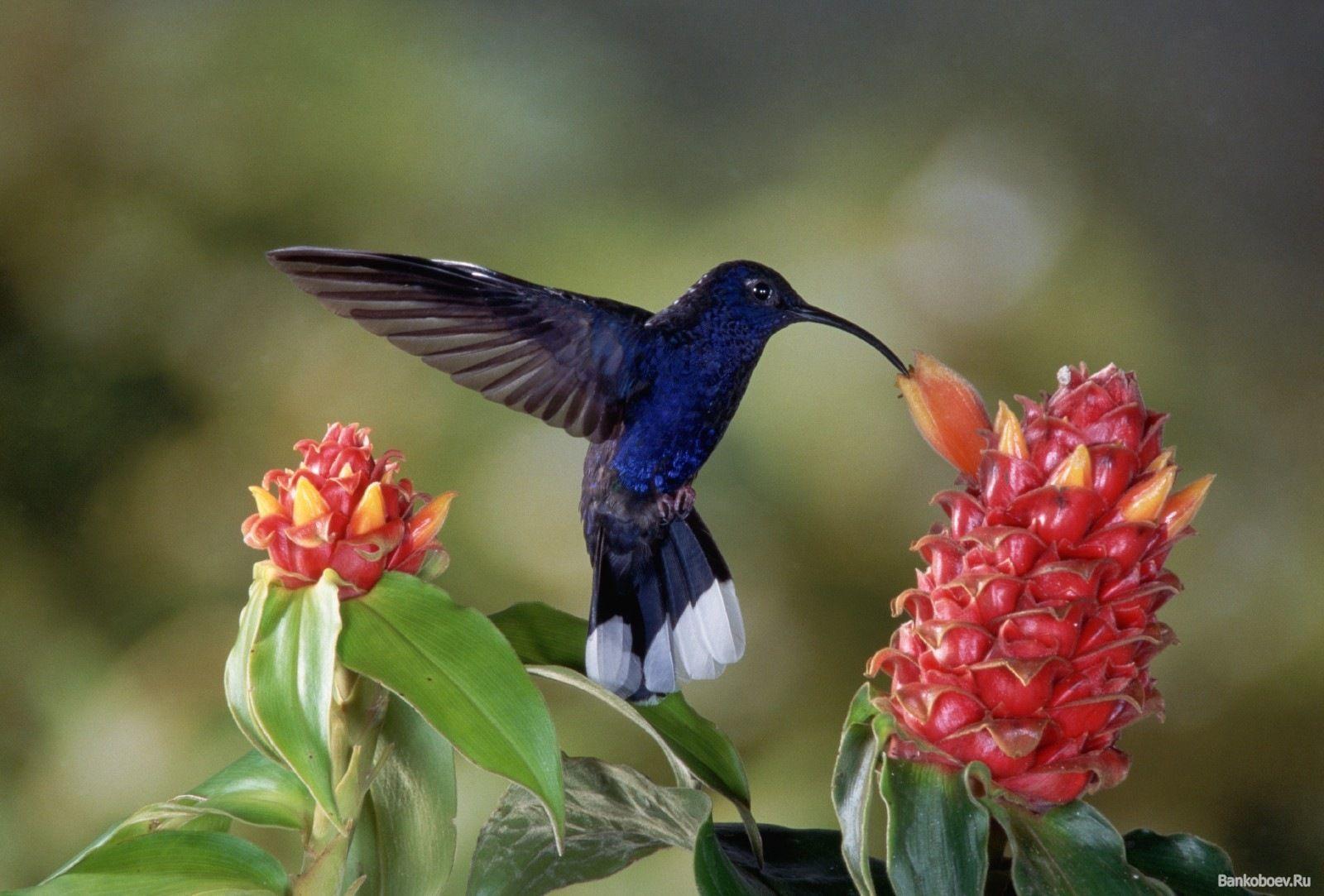 1600x1083 Kolibri HD Wallpaper High Resolution wallpaper 3D Wallpaper