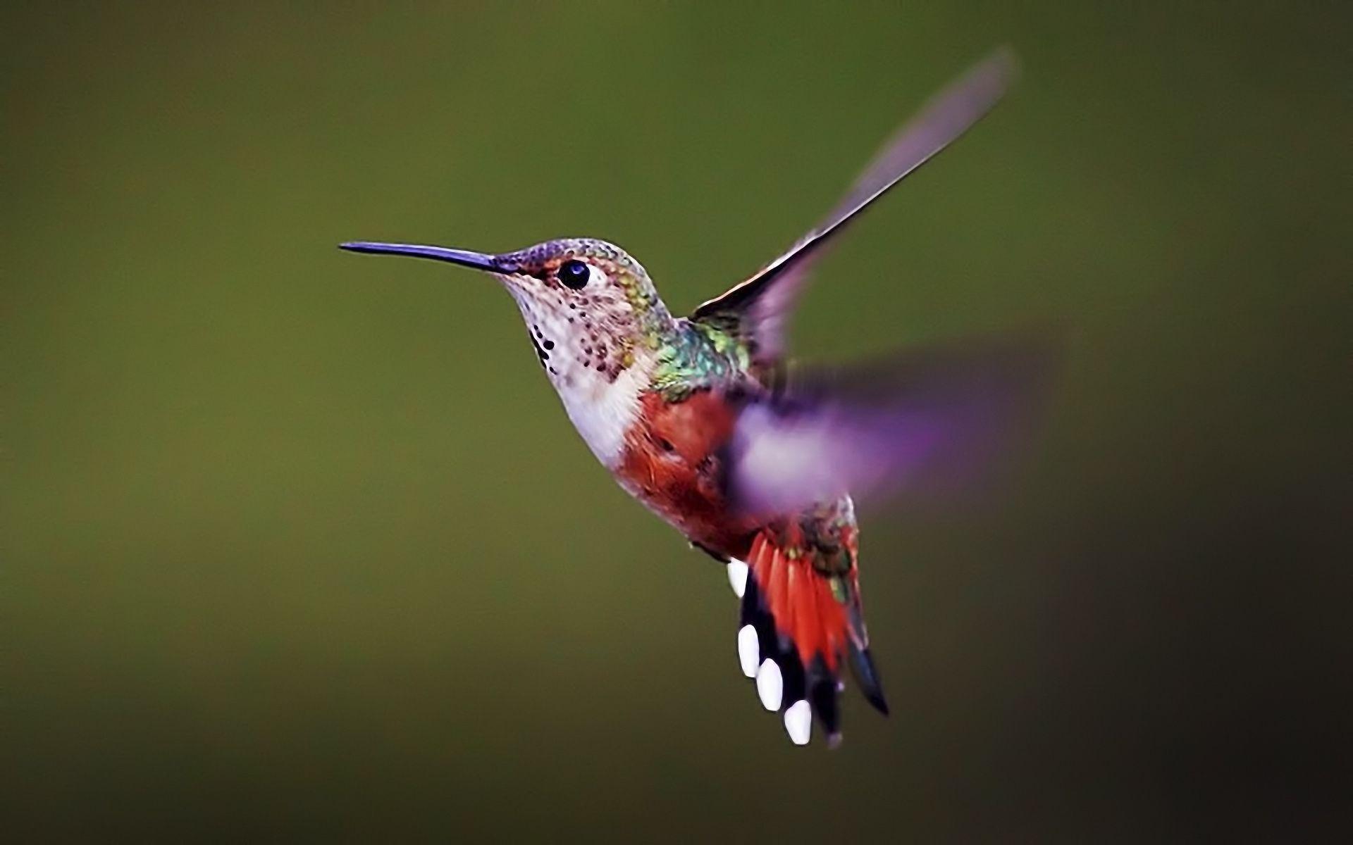 Colibri Wallpapers - Top Free Colibri Backgrounds - WallpaperAccess