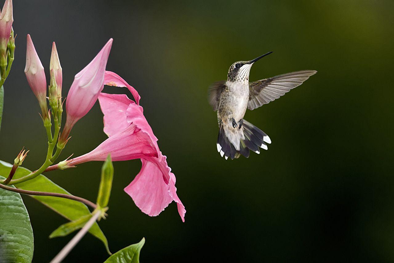 1280x856 Picture Birds Colibri Flight Animals