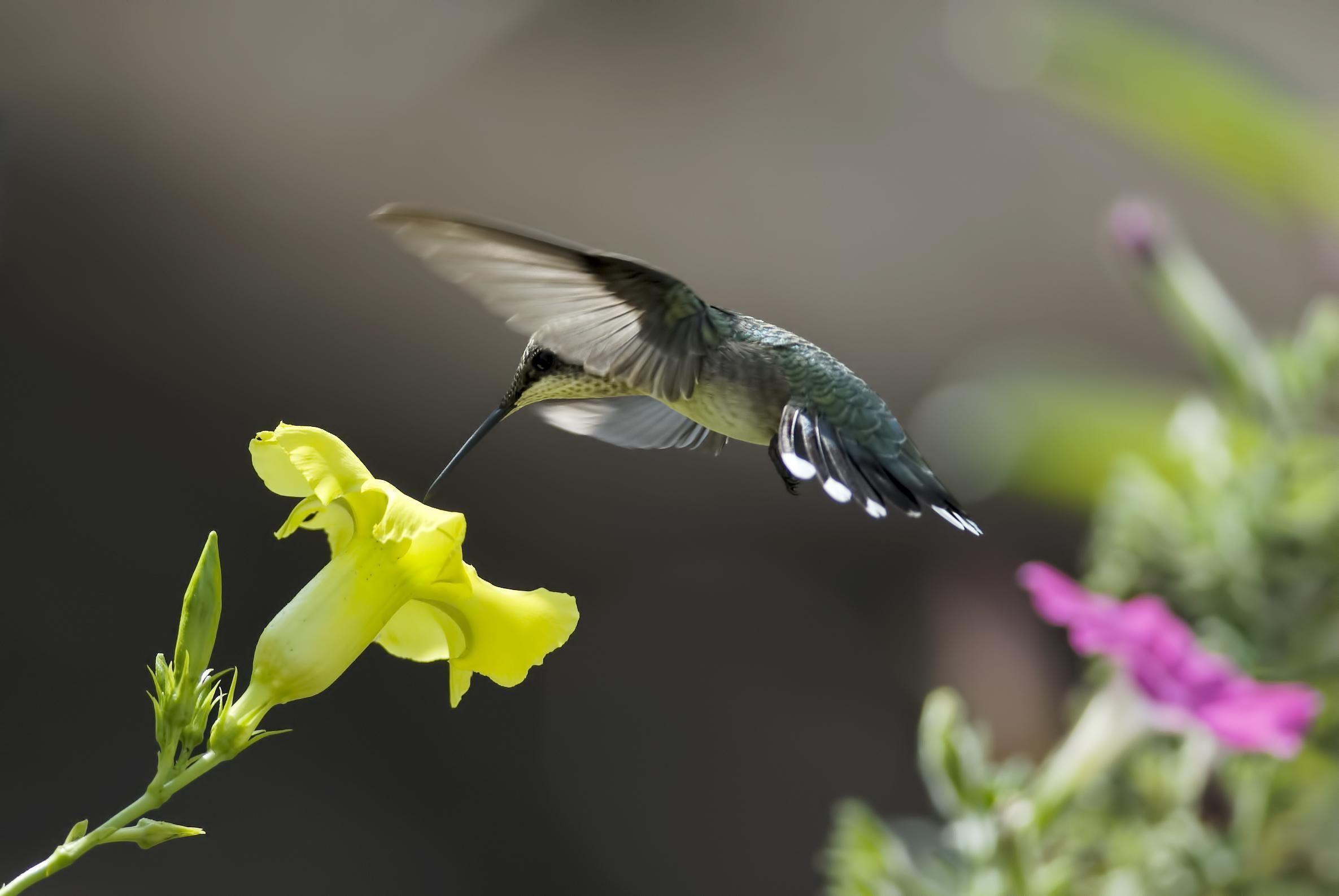 2371x1587 Colibri HD desktop wallpaper : Widescreen : High Definition
