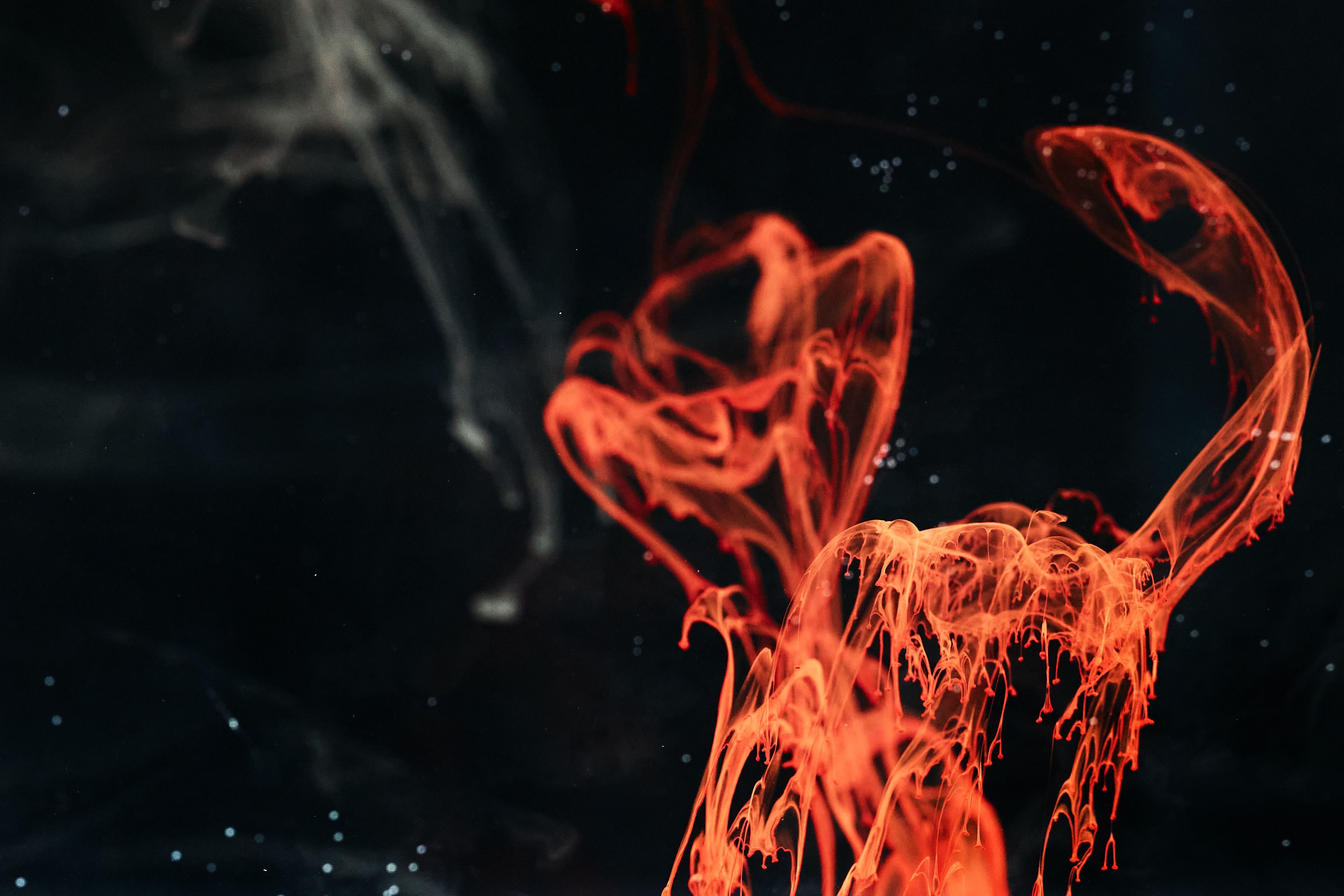 3762x2508 High Speed Photography Of Red Ink Diffusion In Water · Free