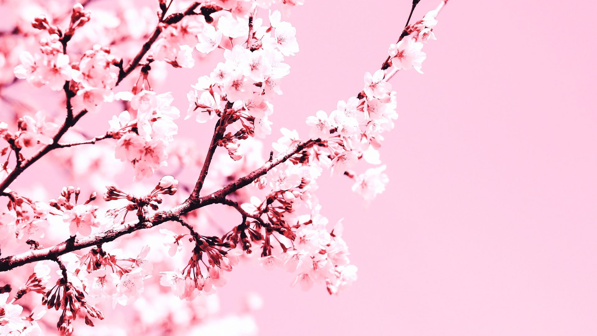 1920x1080 Download wallpaper 1920x1080 cherry blossom, flowers, branch, pink, plant, bloom full hd, hdtv, fhd, 1080p HD background