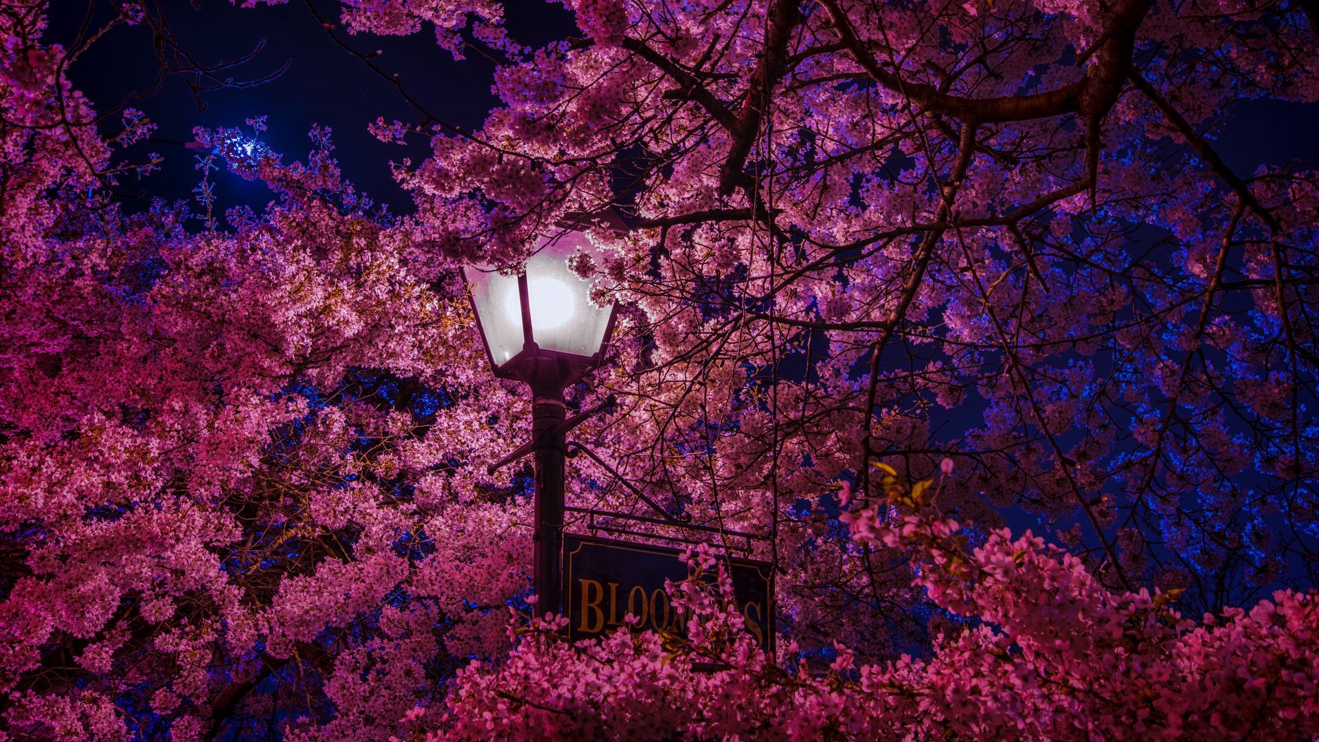 1920x1080 Download wallpaper 1920x1080 sakura, blossoms, lantern, night, spring full hd, hdtv, fhd, 1080p HD background