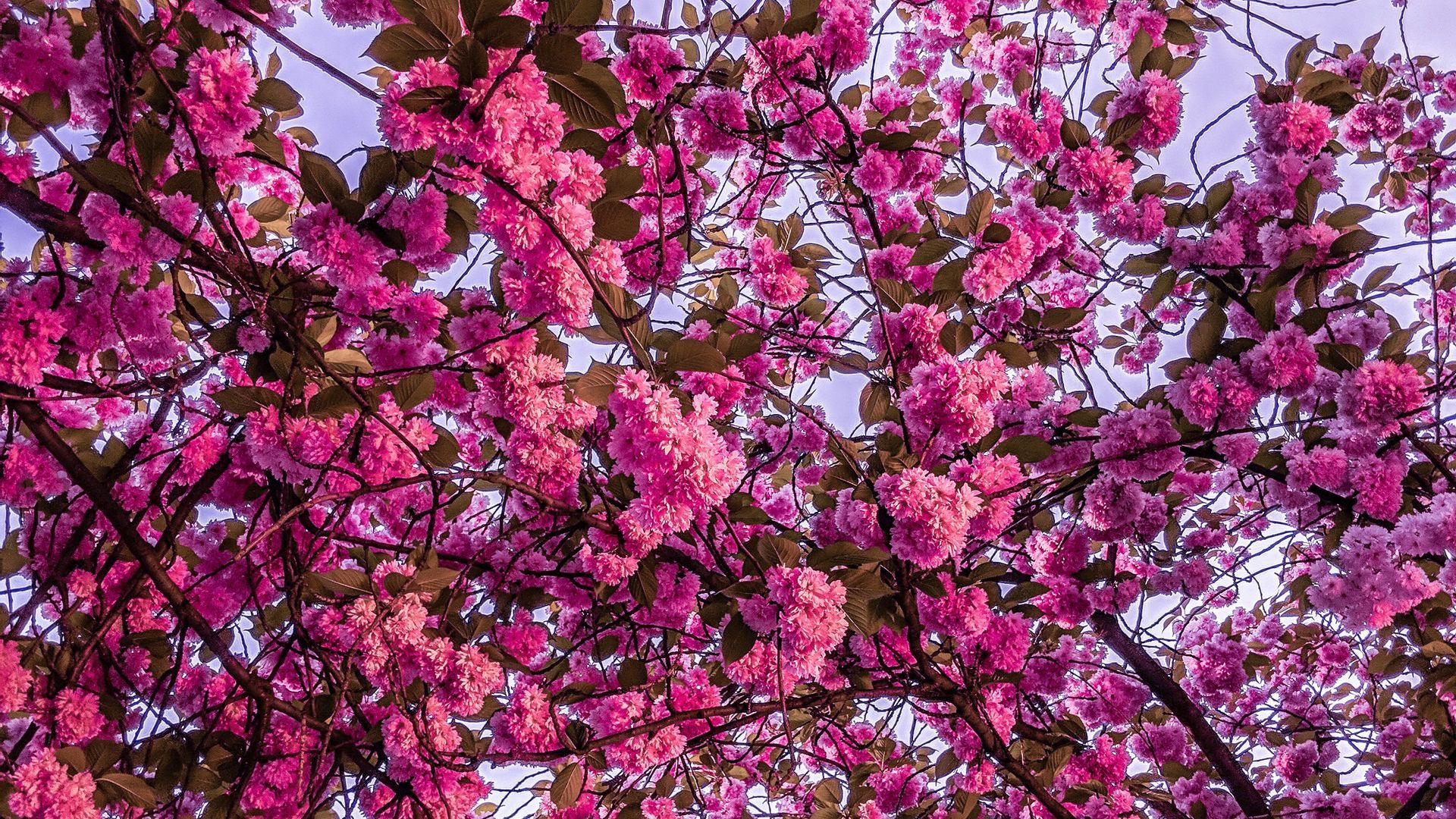 1920x1080 Download wallpaper 1920x1080 cherry blossom, sakura, bloom, branches, pink full hd, hdtv, fhd, 1080p HD background