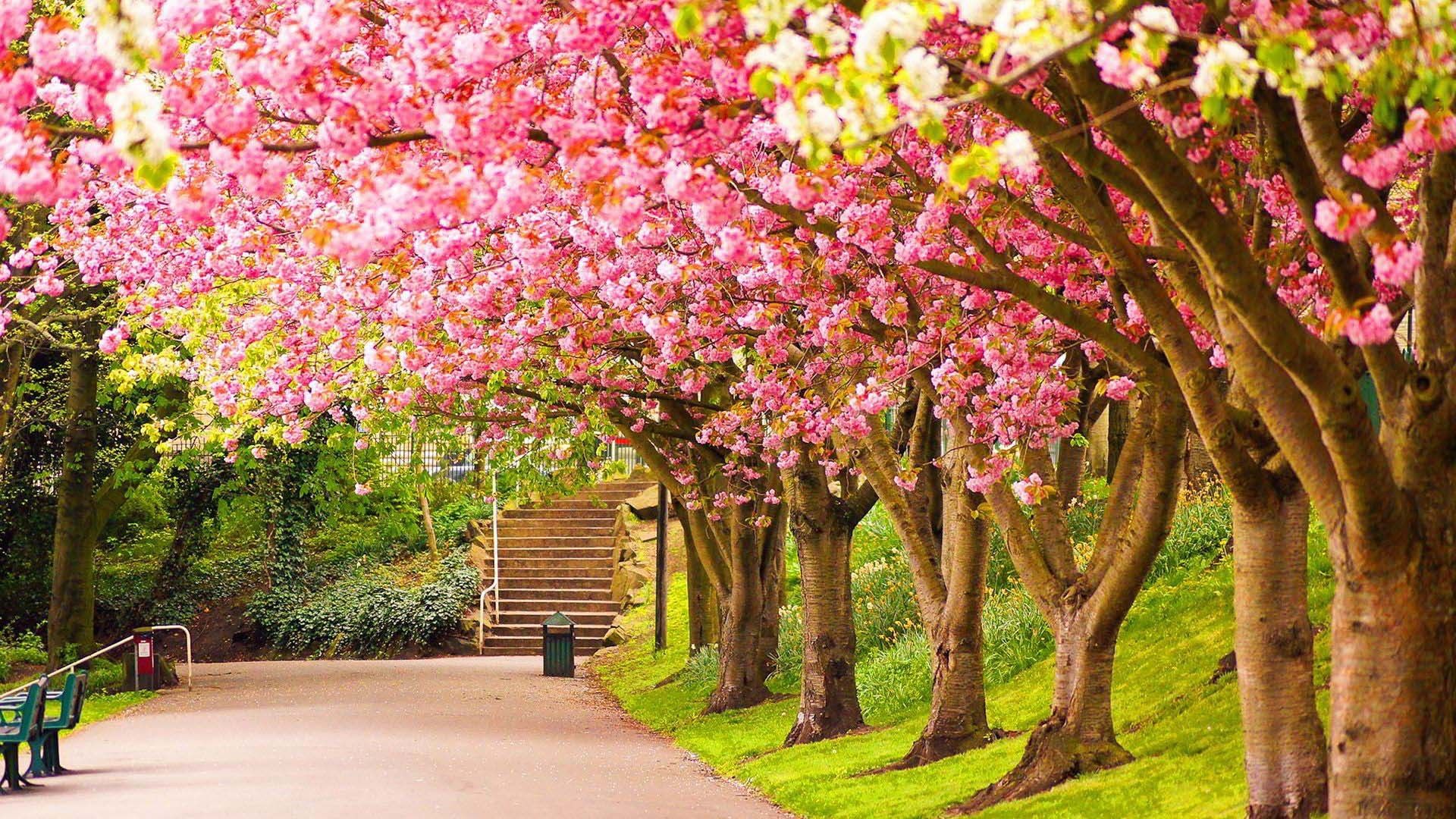 1920x1080 Pathway Between Colorful Cherry Blossom Trees During Daytime HD Nature Wallpaper