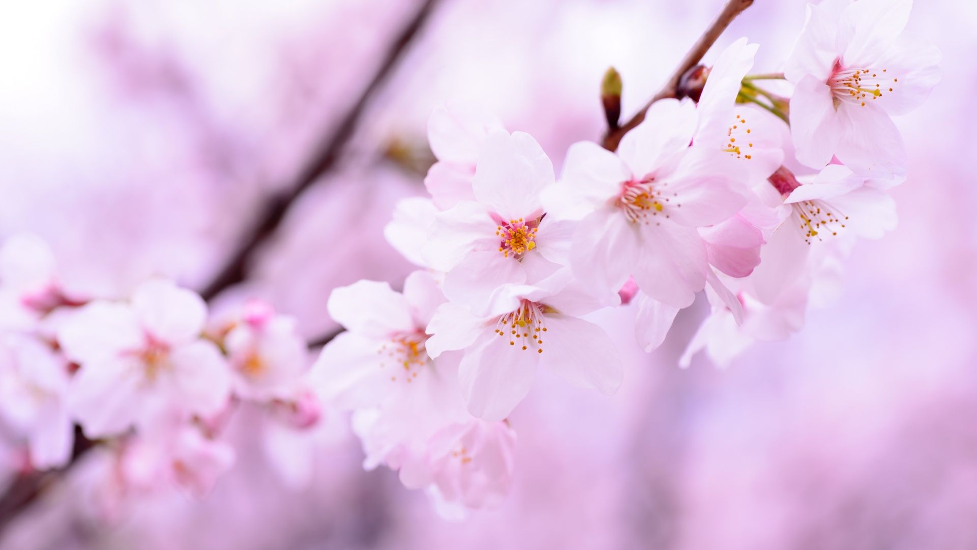1920x1080 Cherry blossom Wallpaper 4K, 5K, Cherry flowers, Spring