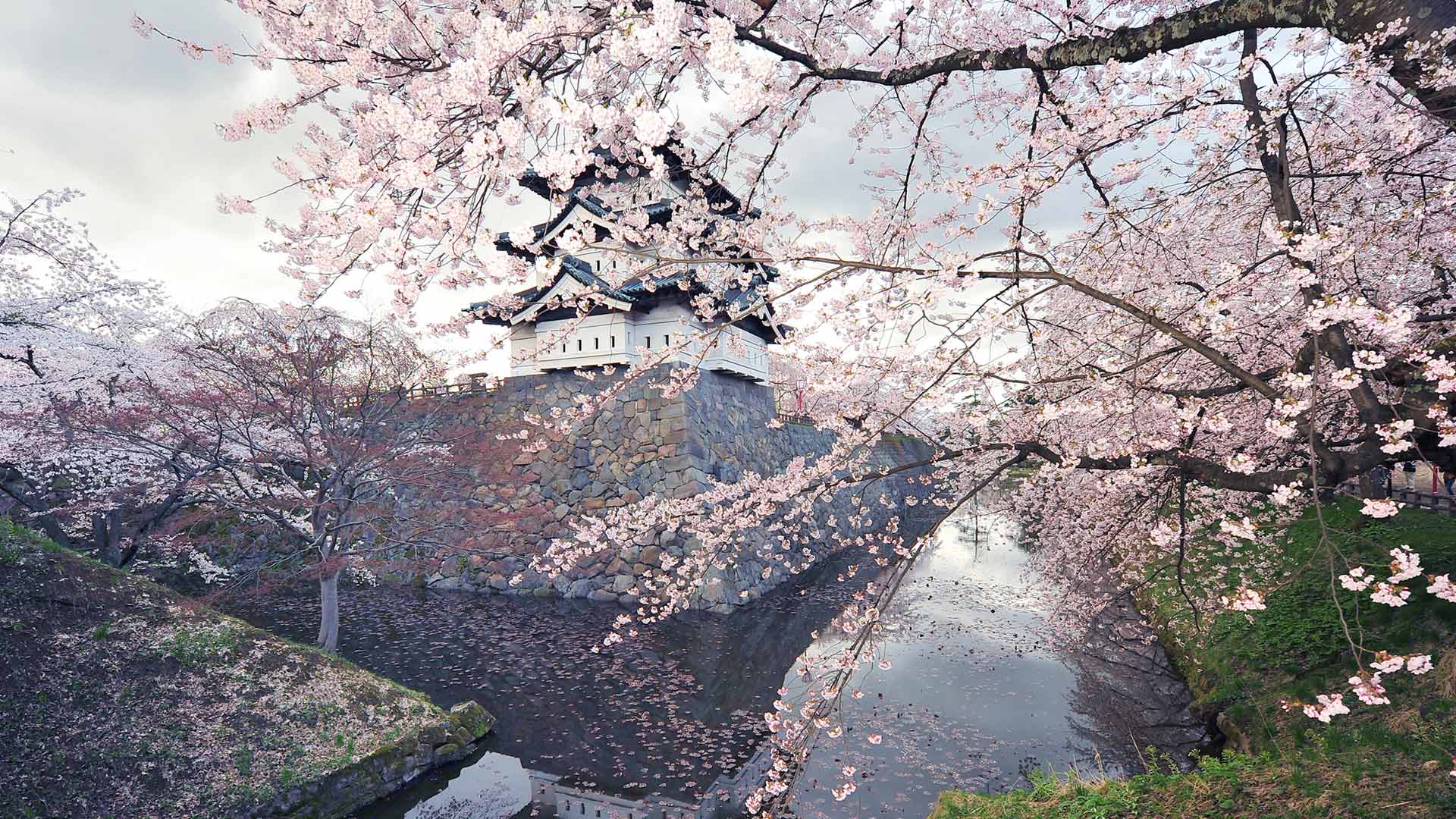 1920x1080 Bing image: Hirosaki Castle with cherry blossoms, Hirosaki, Japan Wallpaper Gallery