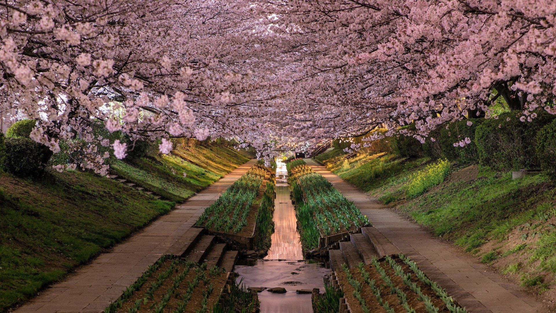 1920x1080 Beautiful Pink Cherry Blossom Trees garden HD Japanese Wallpaper