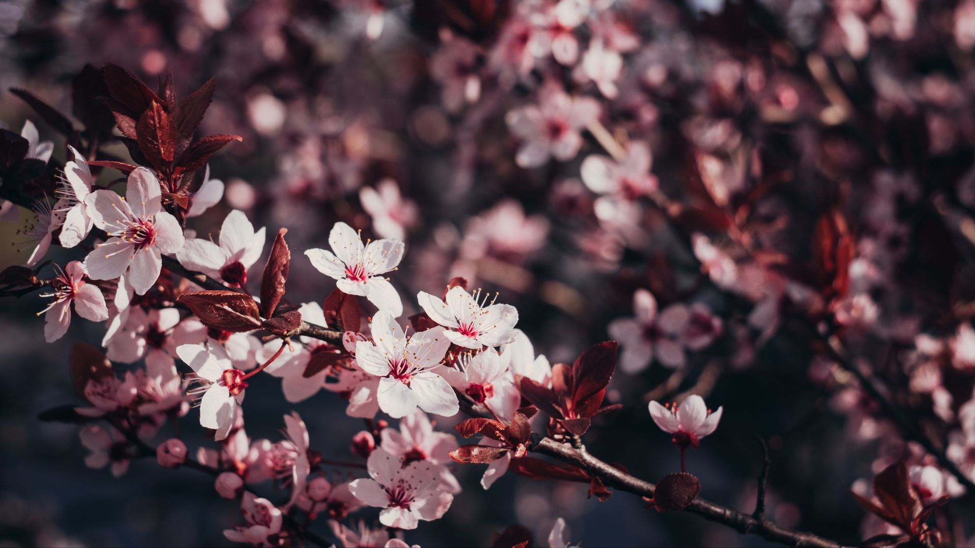 1920x1080 Download wallpaper 1920x1080 sakura, flowers, branches, bloom, tree, cherry full hd, hdtv, fhd, 1080p HD background