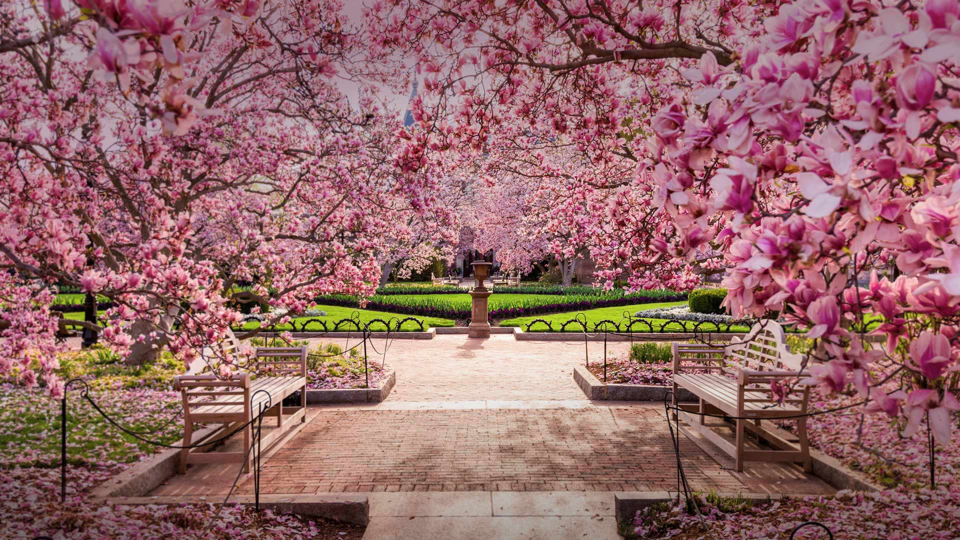 1920x1080 Bing image: Cherry blossoms at the National Mall, Washington, DC Wallpaper Gallery