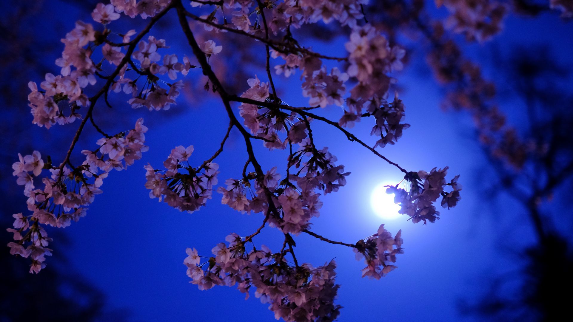 1920x1080 Download wallpaper 1920x1080 sakura, moon, glow, night full hd, hdtv, fhd, 1080p HD background
