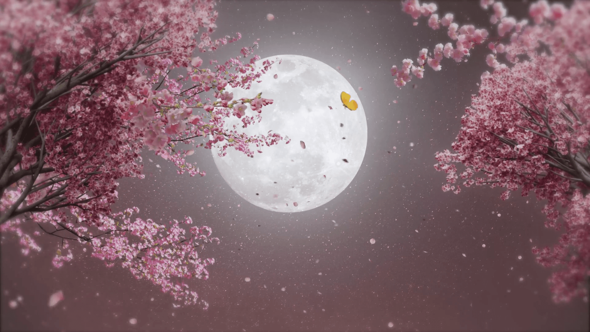 1920x1080 Cherry Blossoms And Full Moon Moonlight Japanese Night Scene Night Sky Loop Background