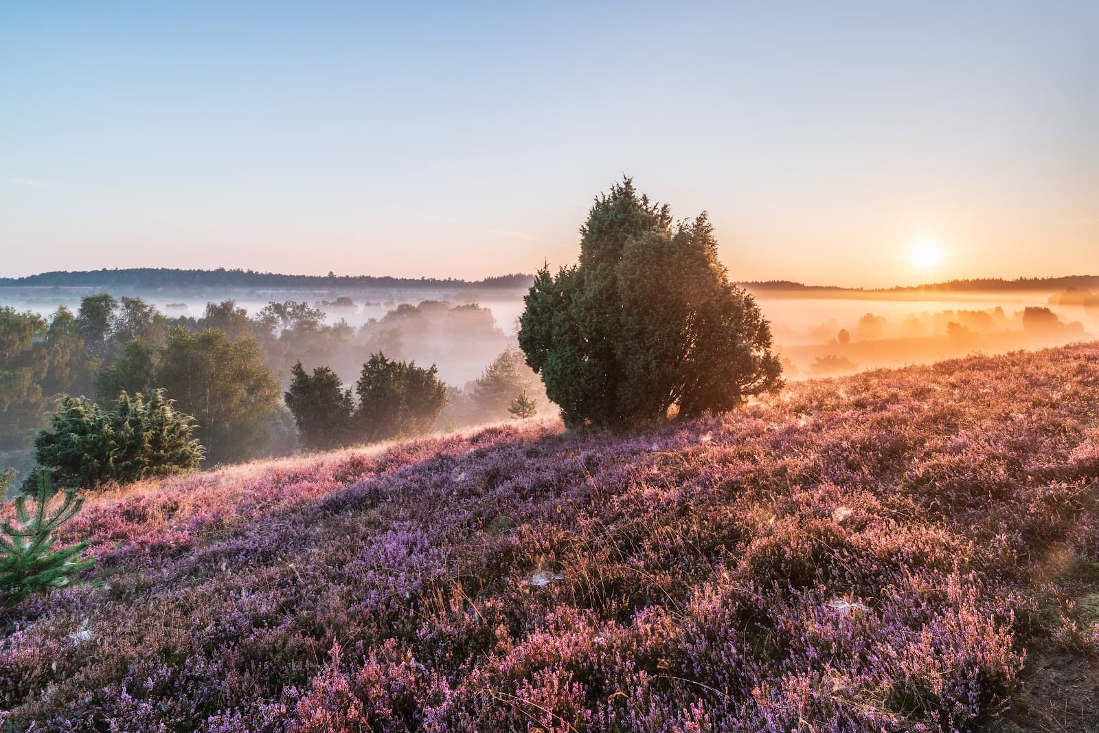 1600x1067 Lüneburg Heath (2026)