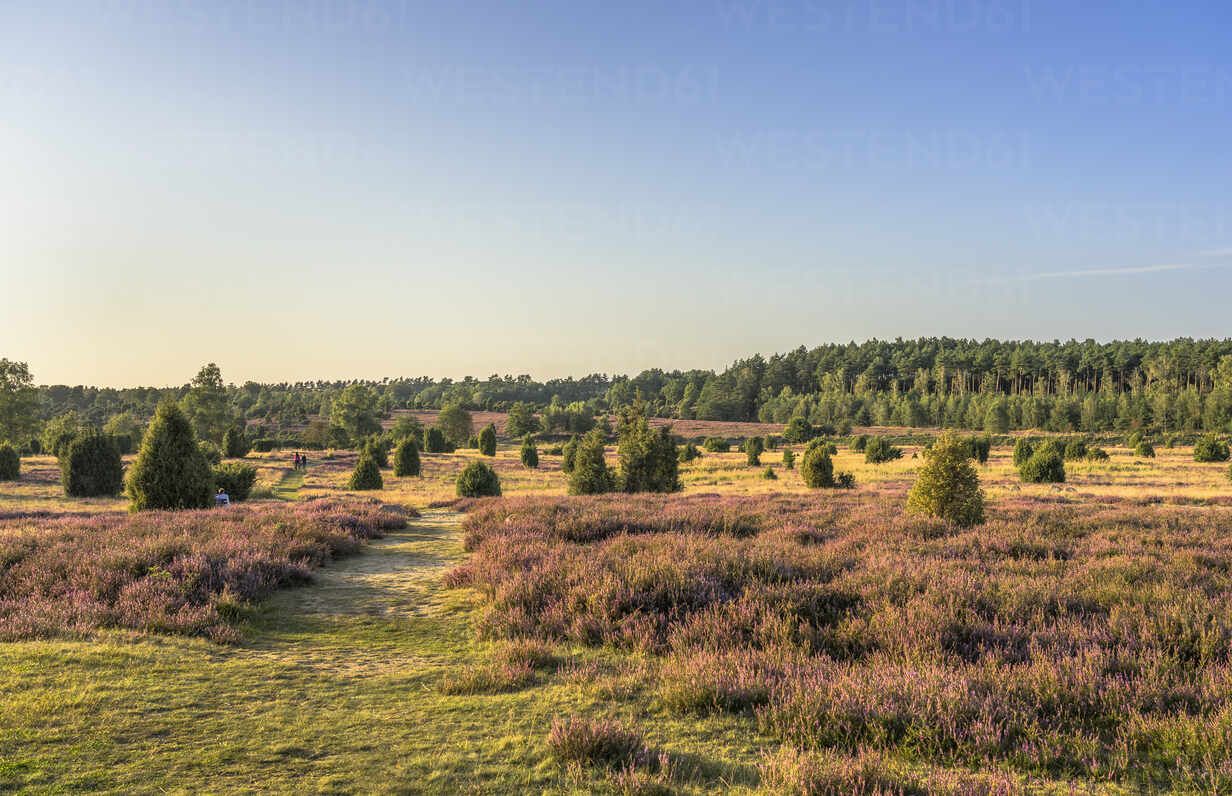 1232x796 Germany, Lower Saxony, Landscape of Luneburg Heath in the evening