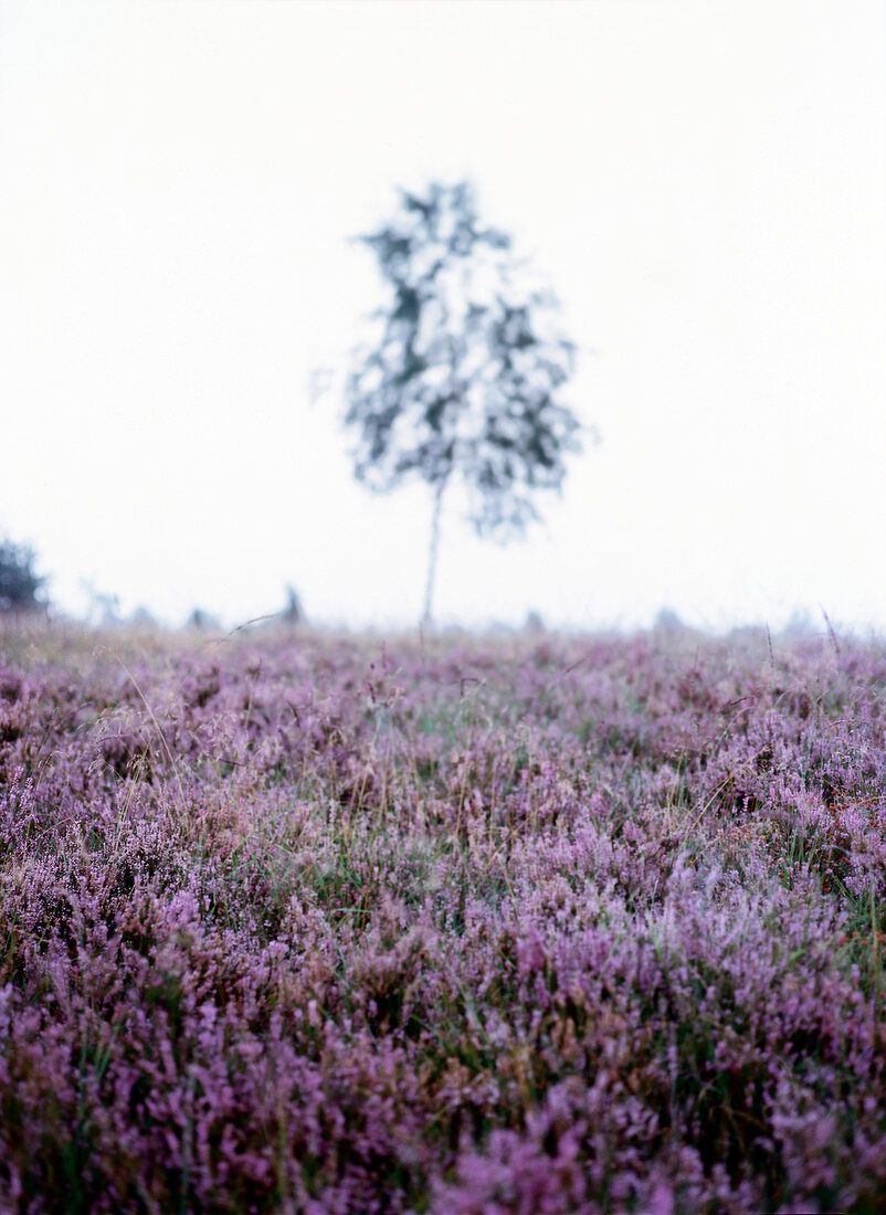 802x1100 View of Luneburg Heath in heathland