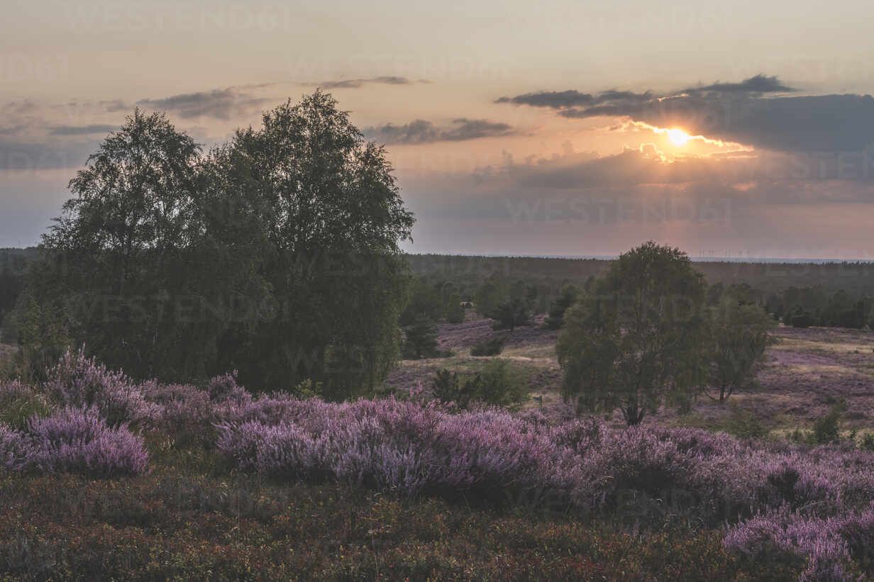 1232x821 Germany, Lower Saxony, Luneburg Heath, Fields with heath at sunset