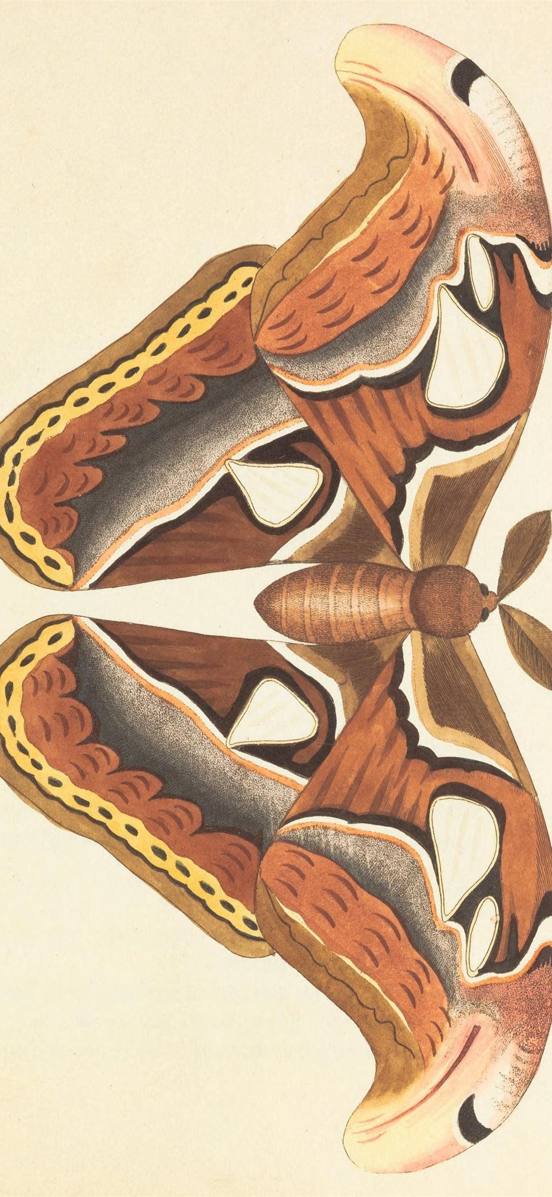 1125x2436 Best Vivillon HD iPhone HD Wallpaper