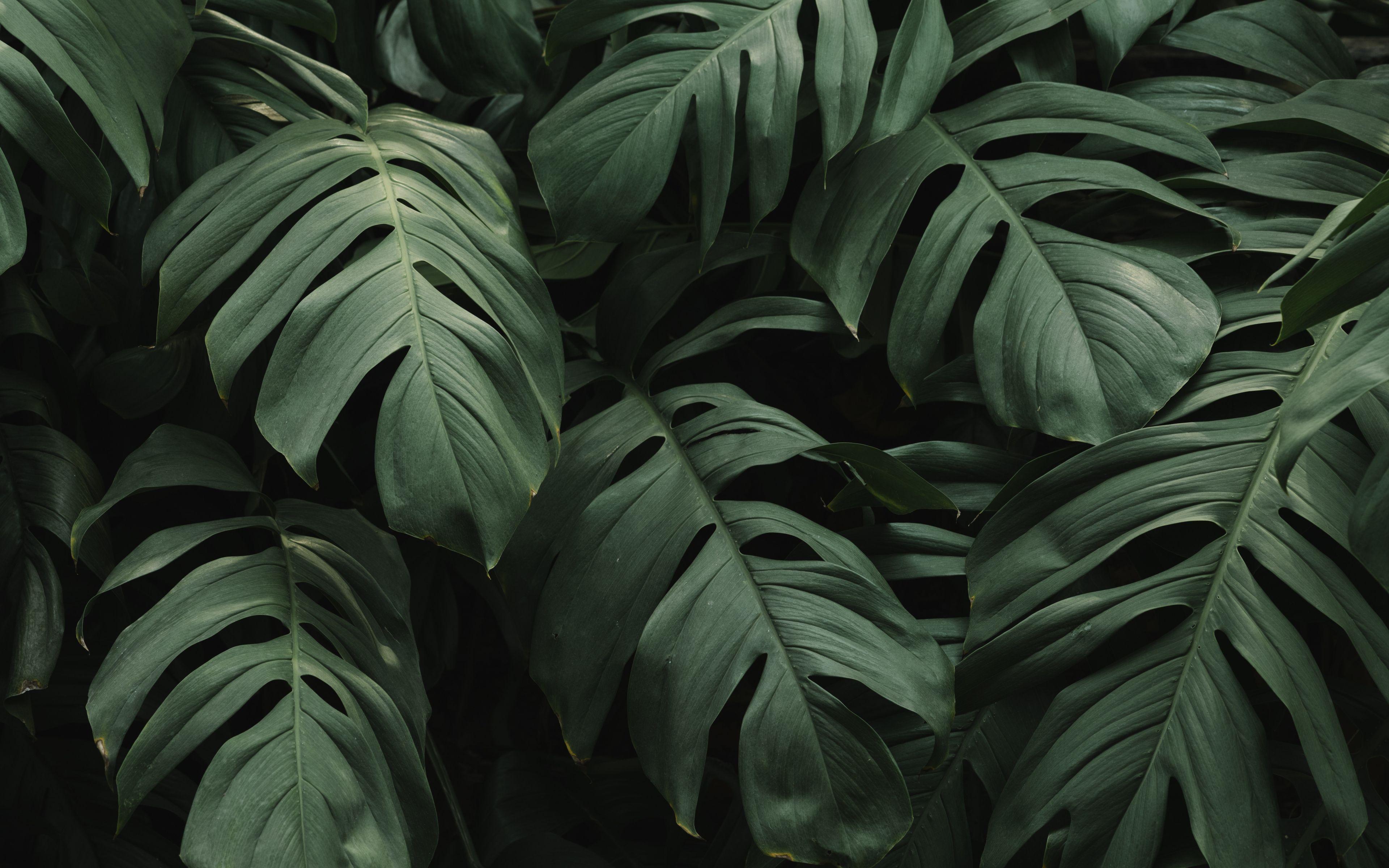 3840x2400 Download Leaf, plants, big and green, nature wallpaper, 3840x2400