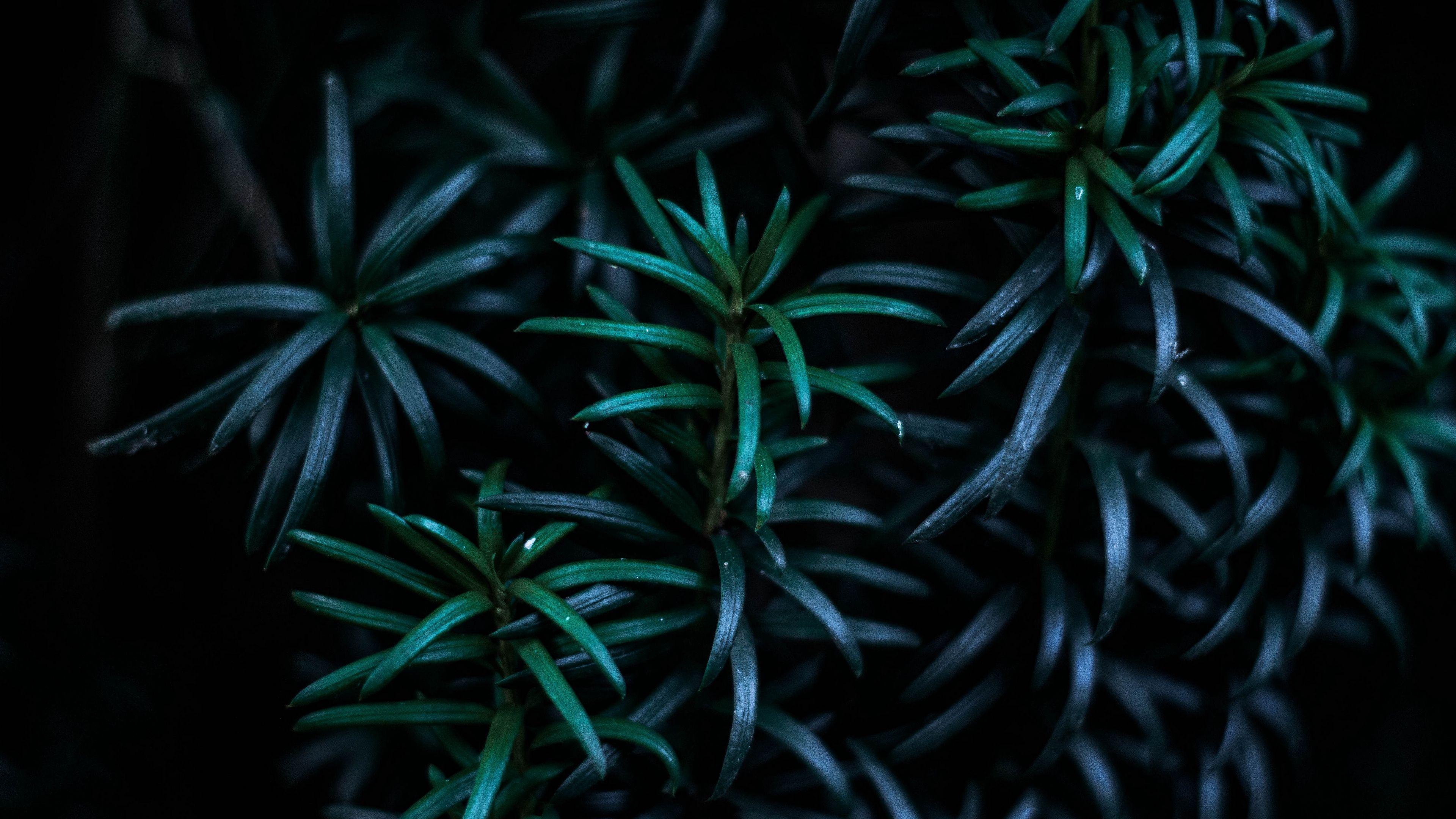 Plant 4k Wallpapers - Top Free Plant 4k Backgrounds - WallpaperAccess