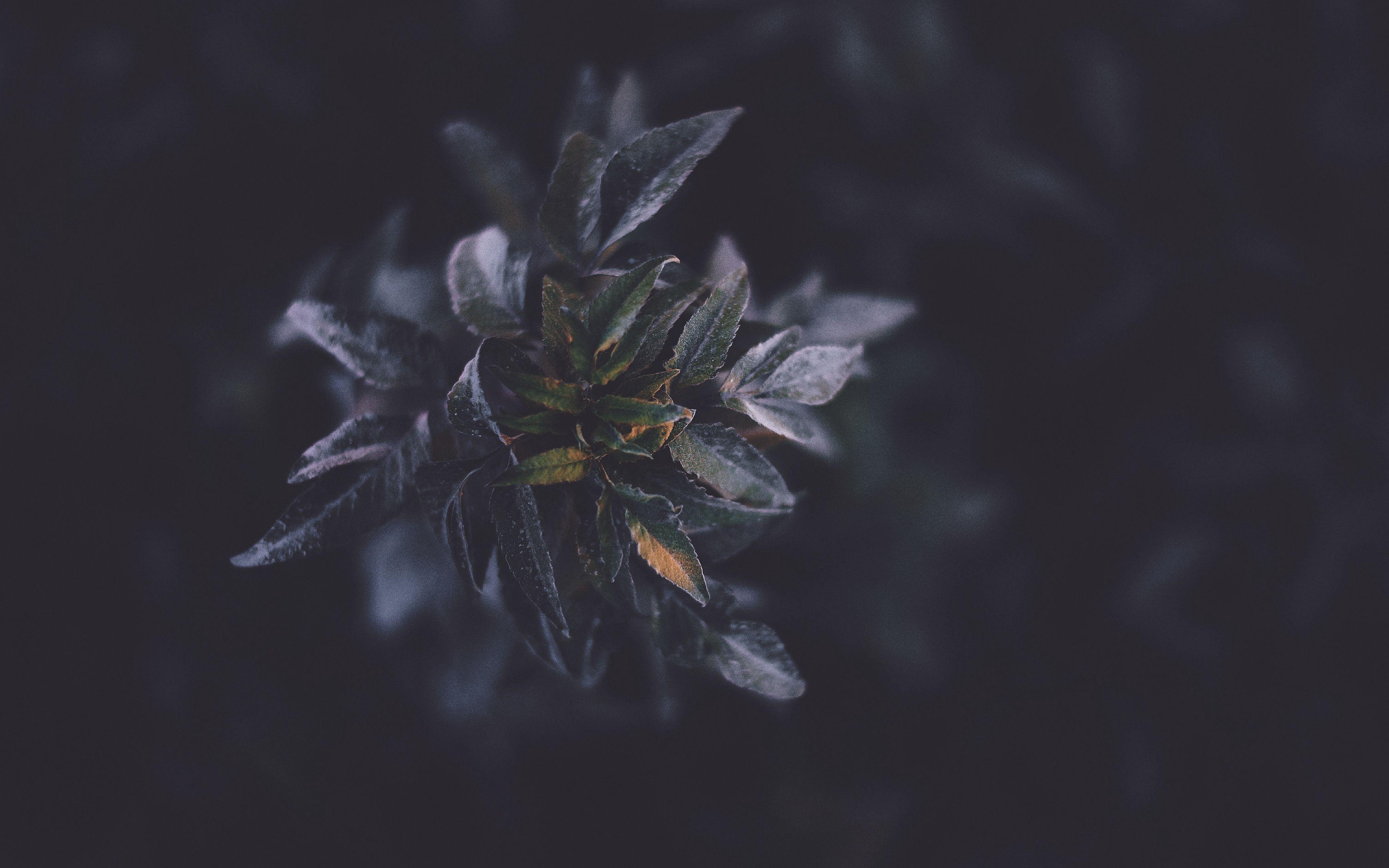 3840x2400 Download wallpaper 3840x2400 plants, foliage, dark 4k ultra HD 16