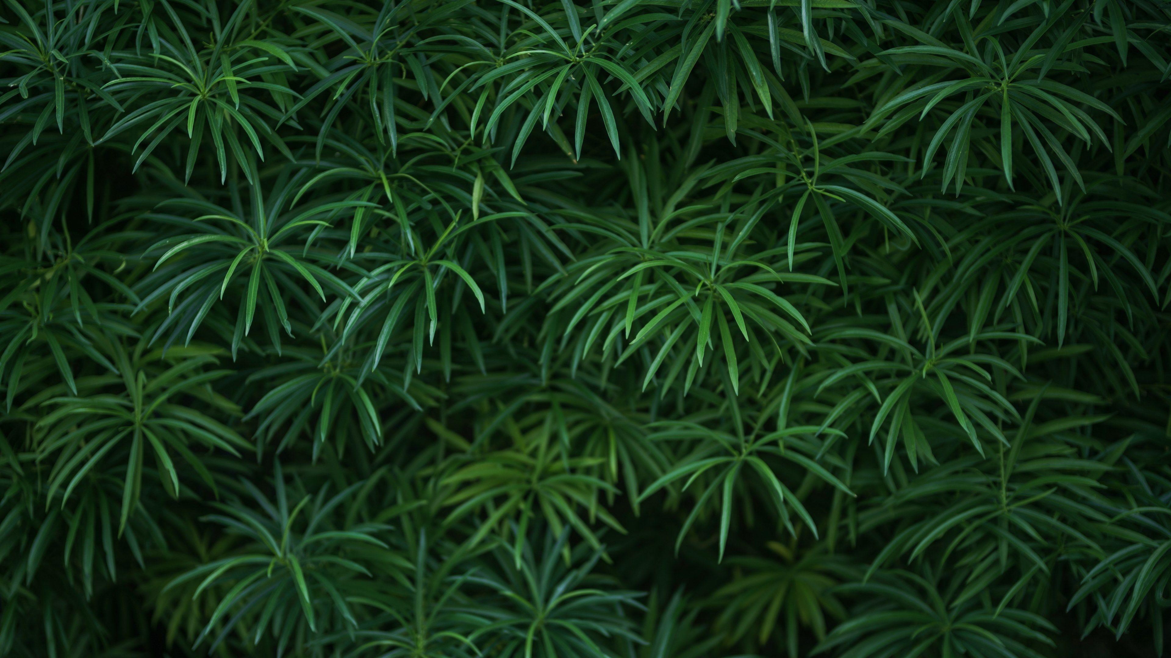 Plant 4k Wallpapers - Top Free Plant 4k Backgrounds - WallpaperAccess