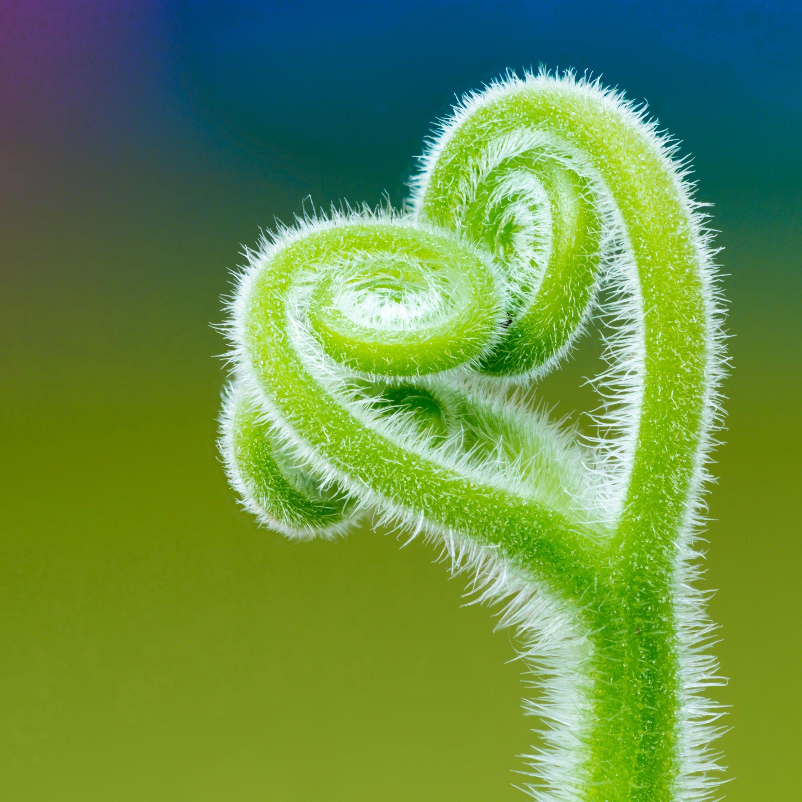 2560x2560 Wallpaper Tendril, Climbing plant, Macro, Minimal, 4K, 5K, Nature