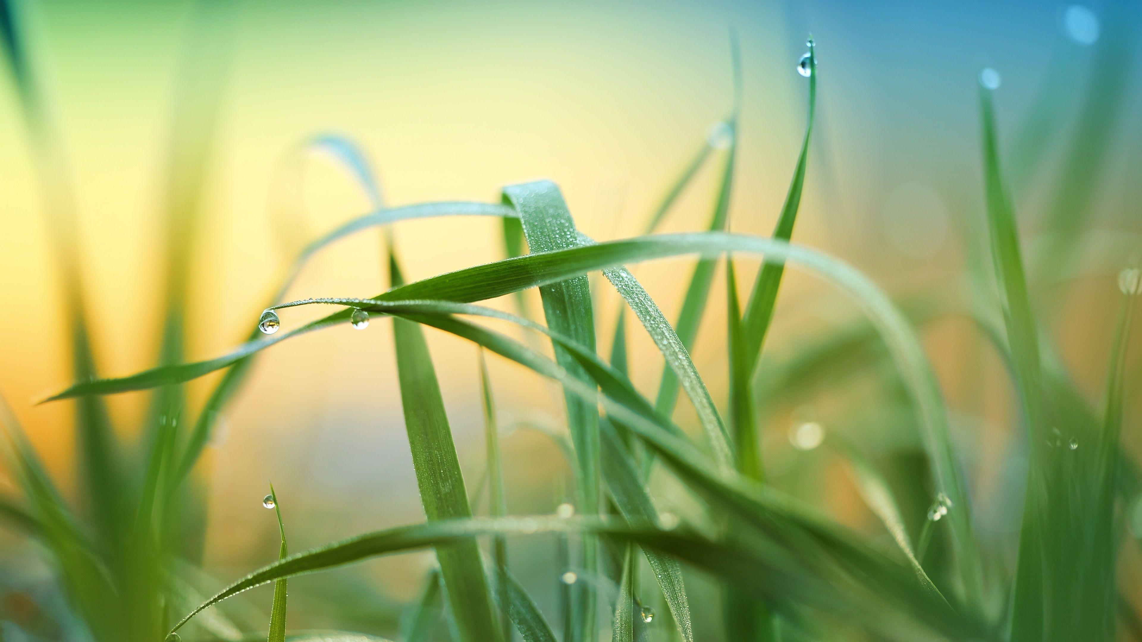 3840x2160 Wallpaper 4k Raindrop Grass Plant 4k 4k Wallpaper, 5k Wallpaper