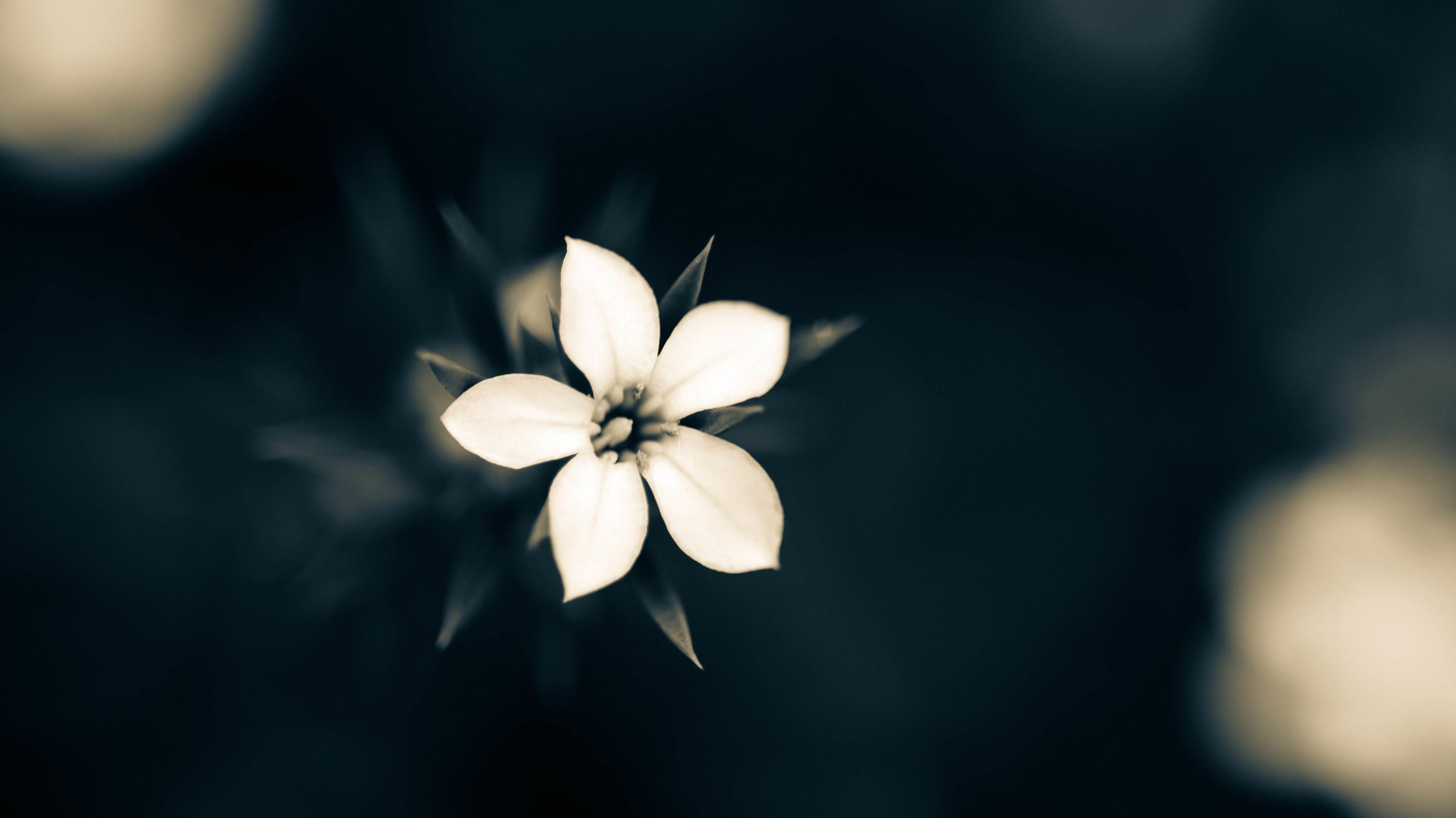 3840x2160 Macro White Flower Plant 4K Wallpaper, HD Flowers 4K