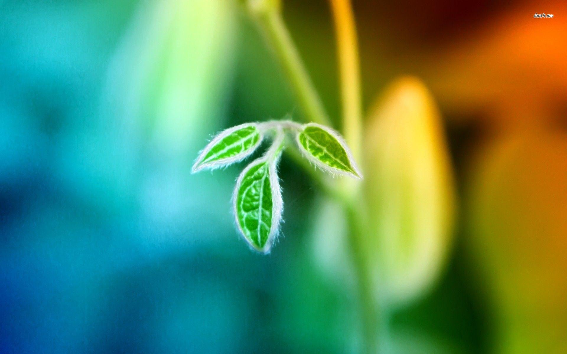 1920x1200 Plant Wallpaper for Desktop Handpicked Wallpaper's Collection