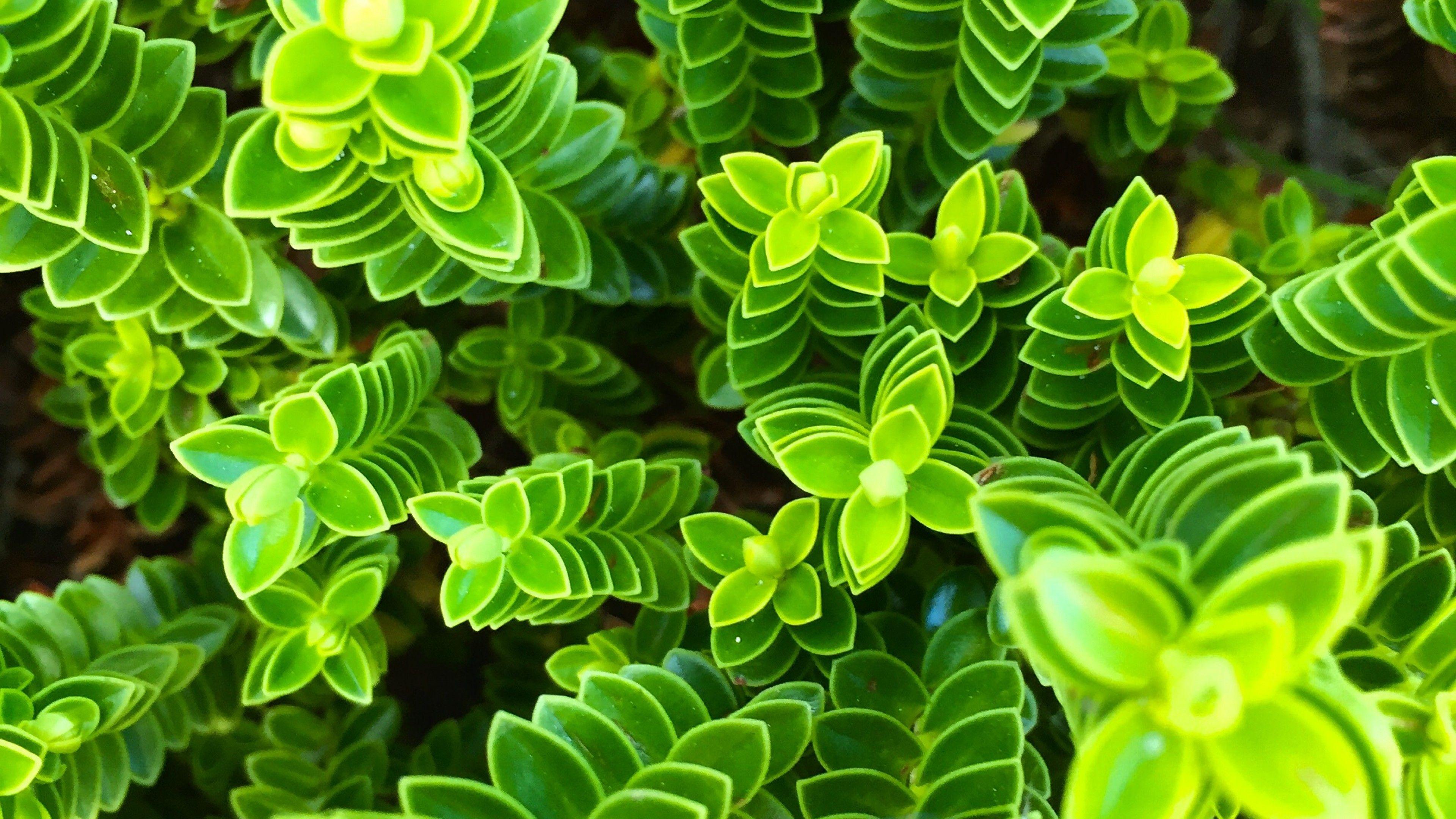 Plant 4k Wallpapers - Top Free Plant 4k Backgrounds - WallpaperAccess