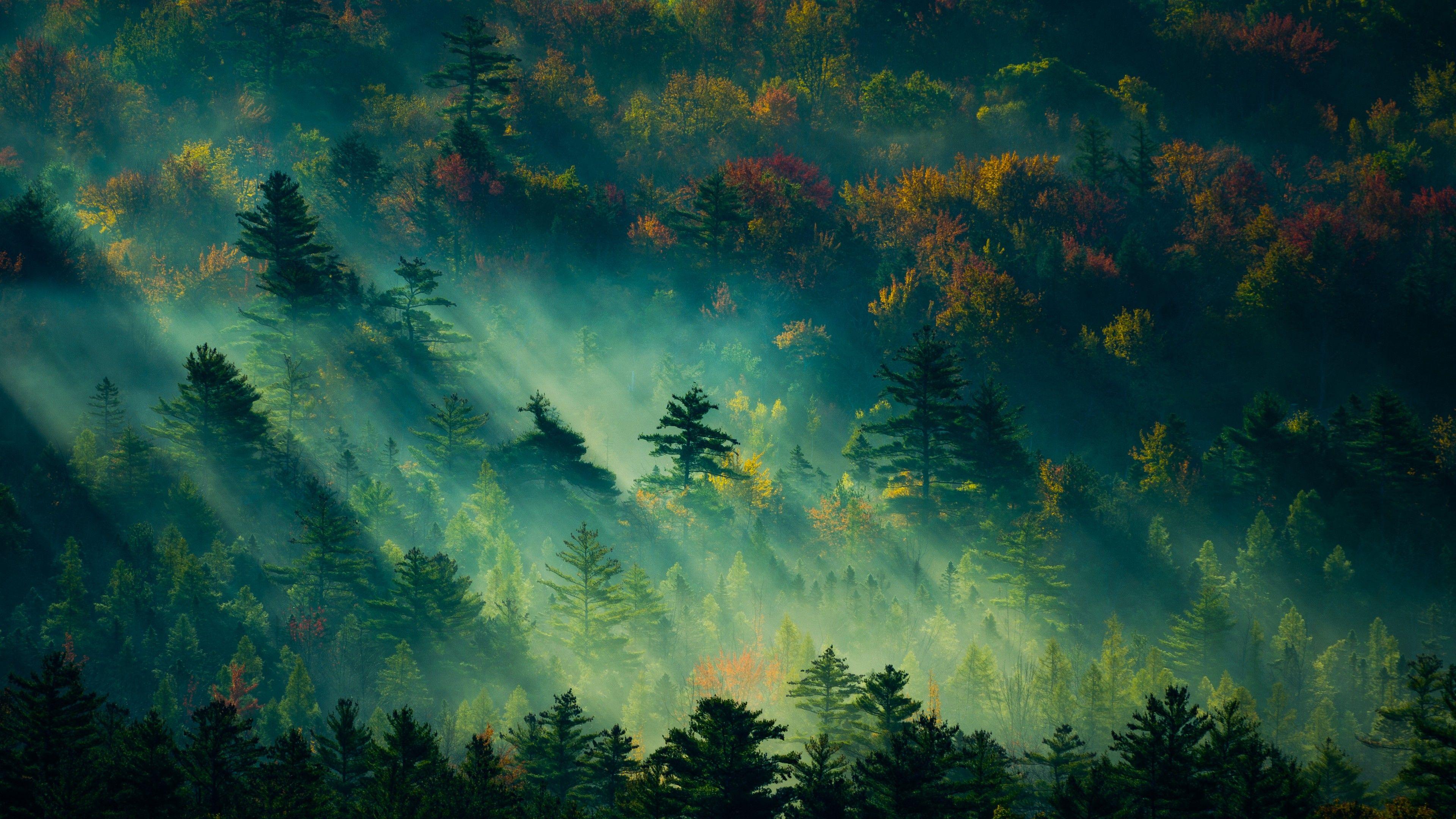 3840x2160 Hình nền cây, ánh sáng, màu xanh lá, 4K, Thiên nhiên https://wallpaperaccess.com/full/3114719.jpg