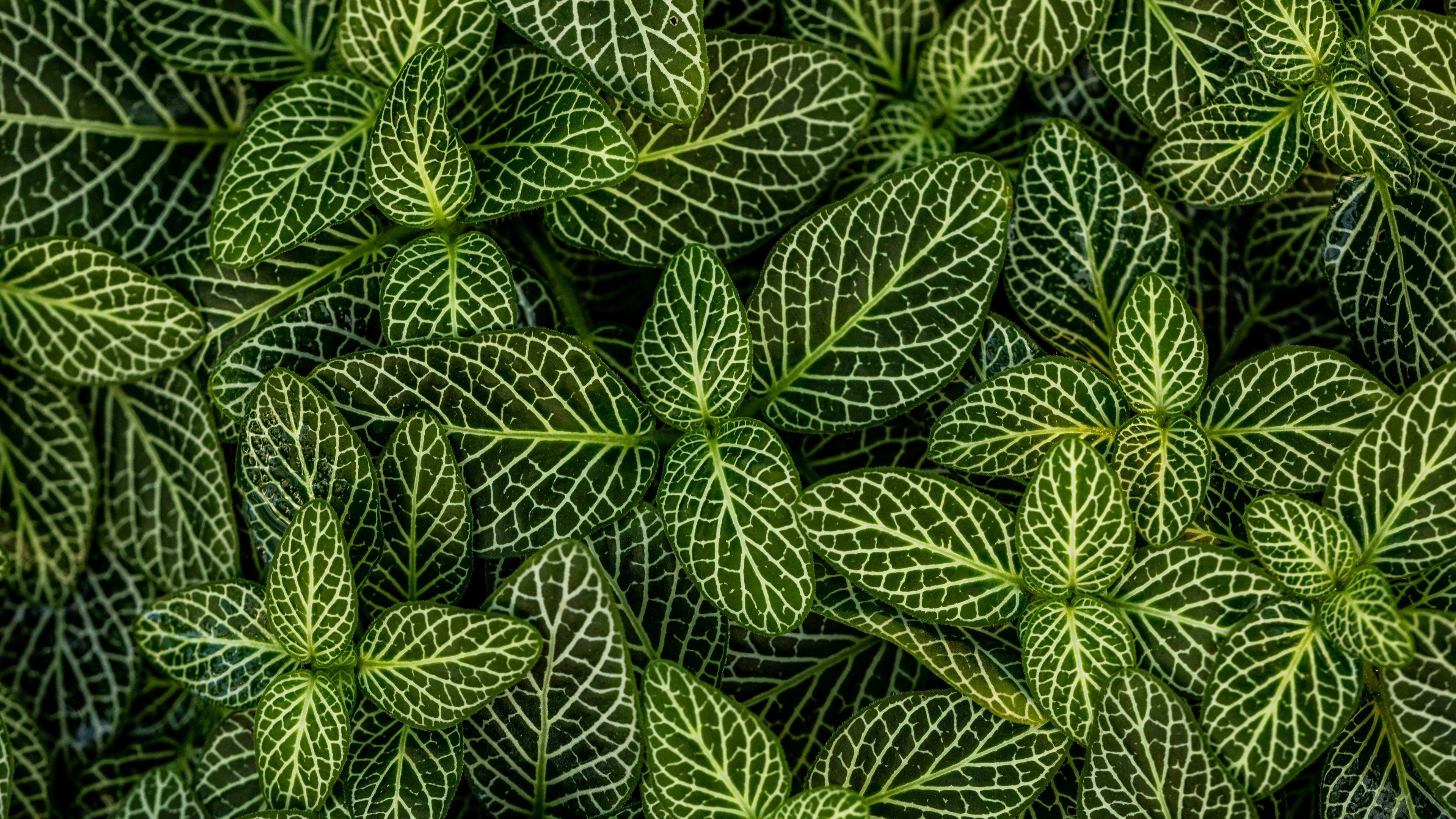 4k Plant Wallpapers Top Free 4k Plant Backgrounds Wal - vrogue.co