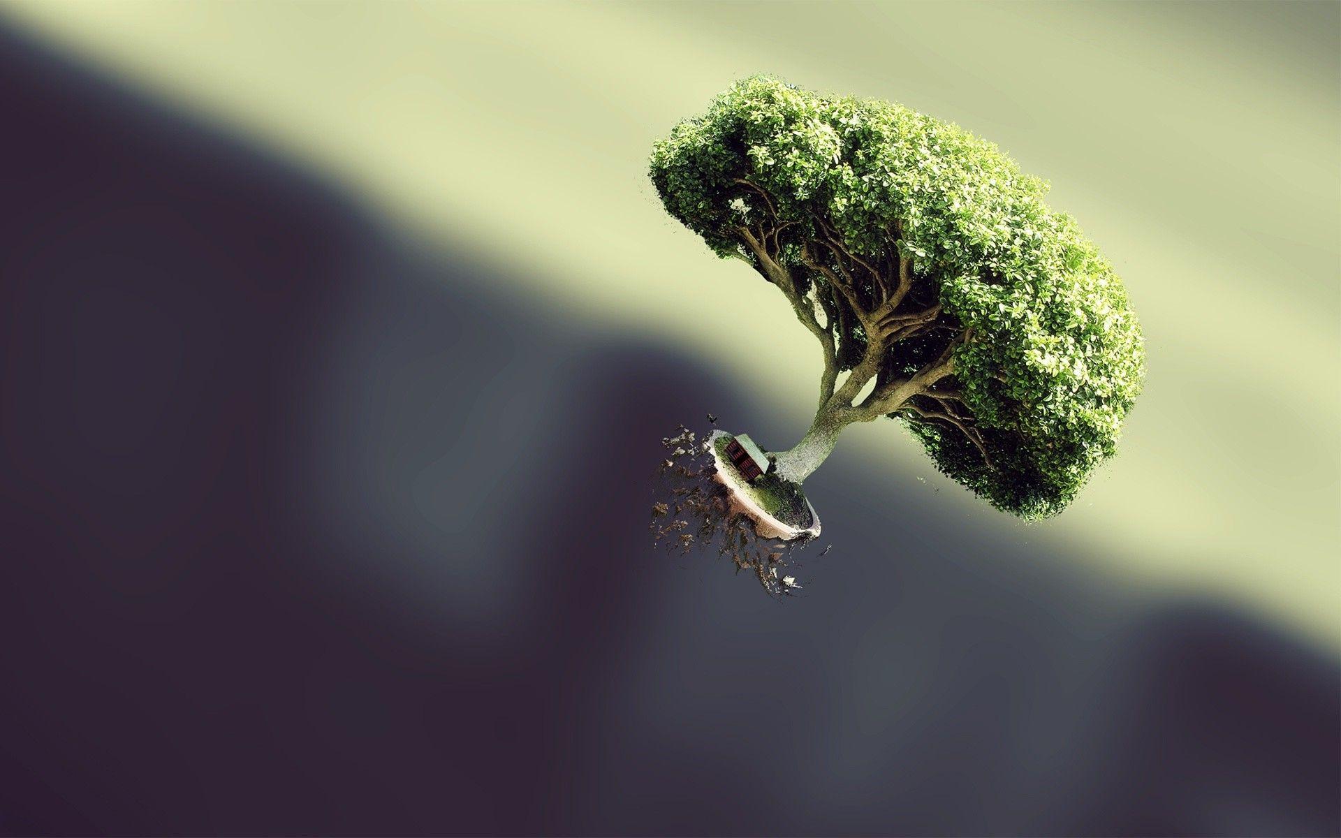 1920x1200 Bonsai Tree Walpaper 4k