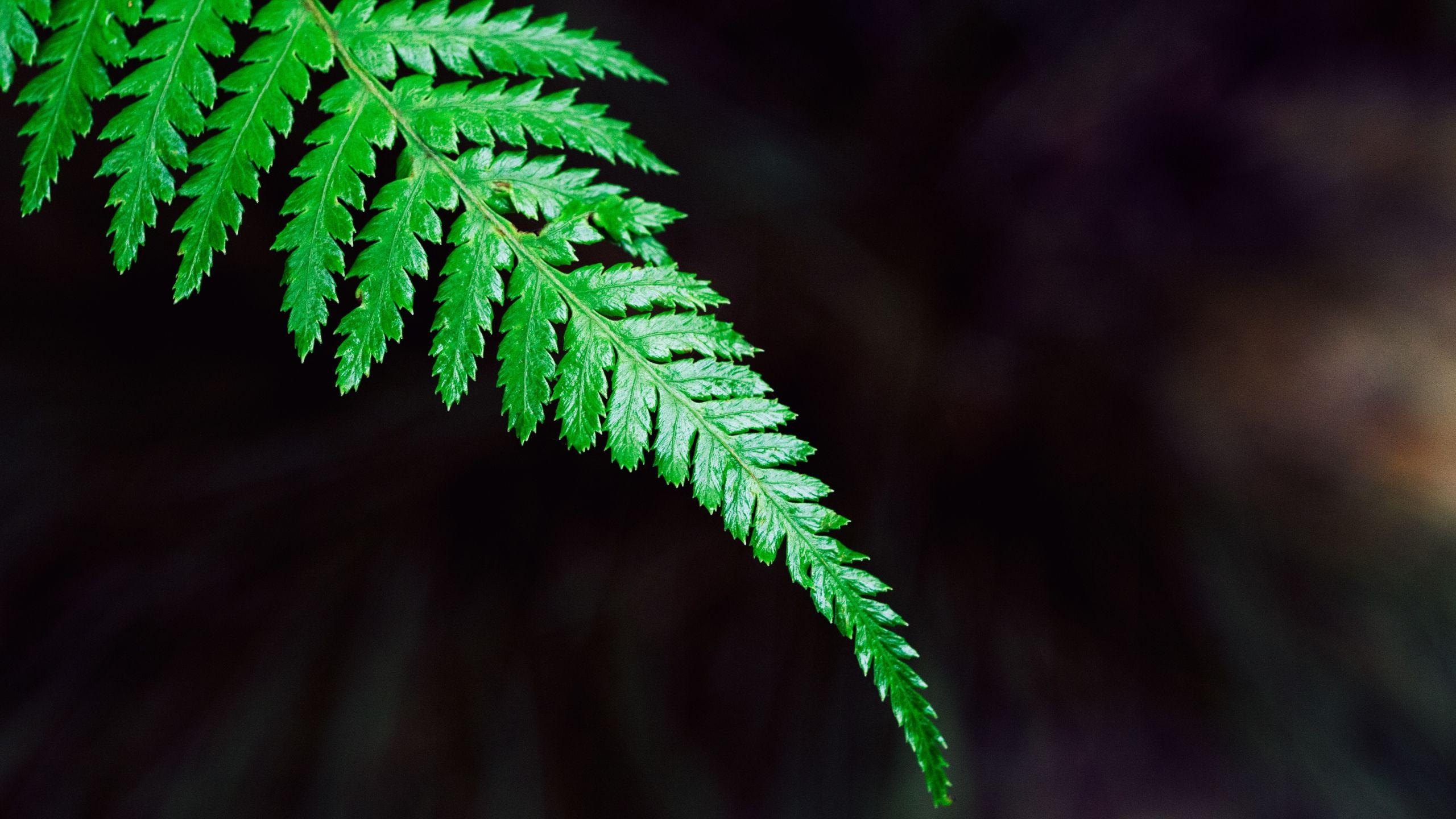 Plant 4k Wallpapers - Top Free Plant 4k Backgrounds - WallpaperAccess