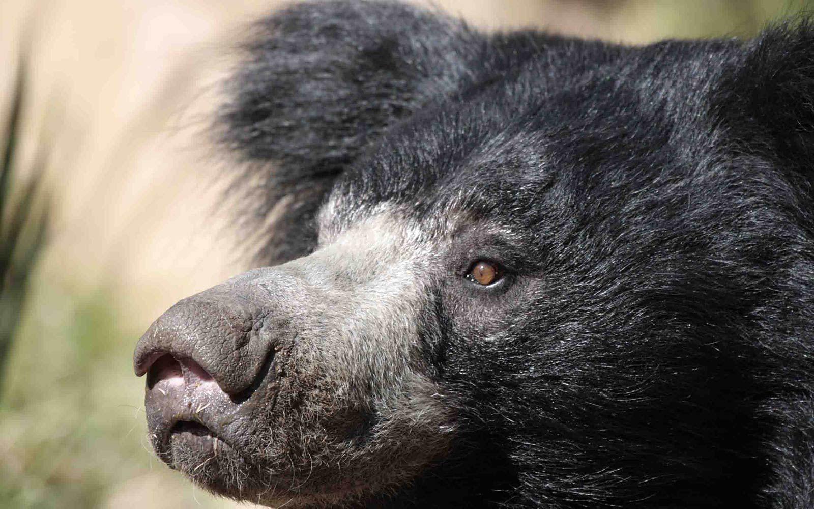 1600x1000 Sloth Bear Wallpaper Town