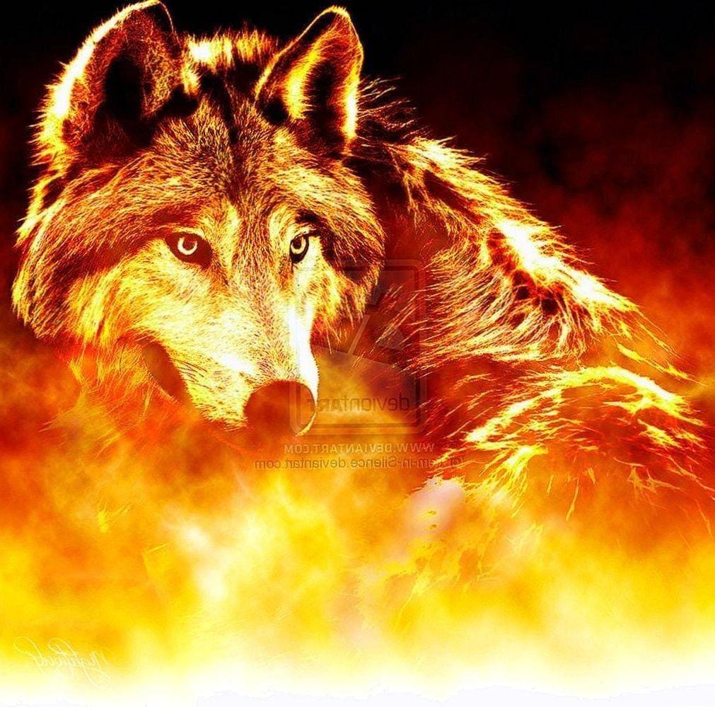 1011x999 Fire And Ice Wolf hình nền