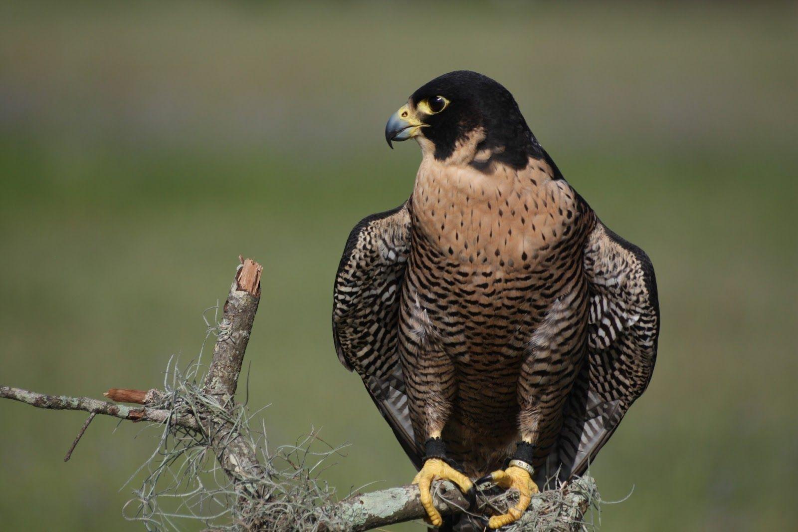 1600x1066 Download Peregrine Falcon Wallpaper Mobile For Widescreen