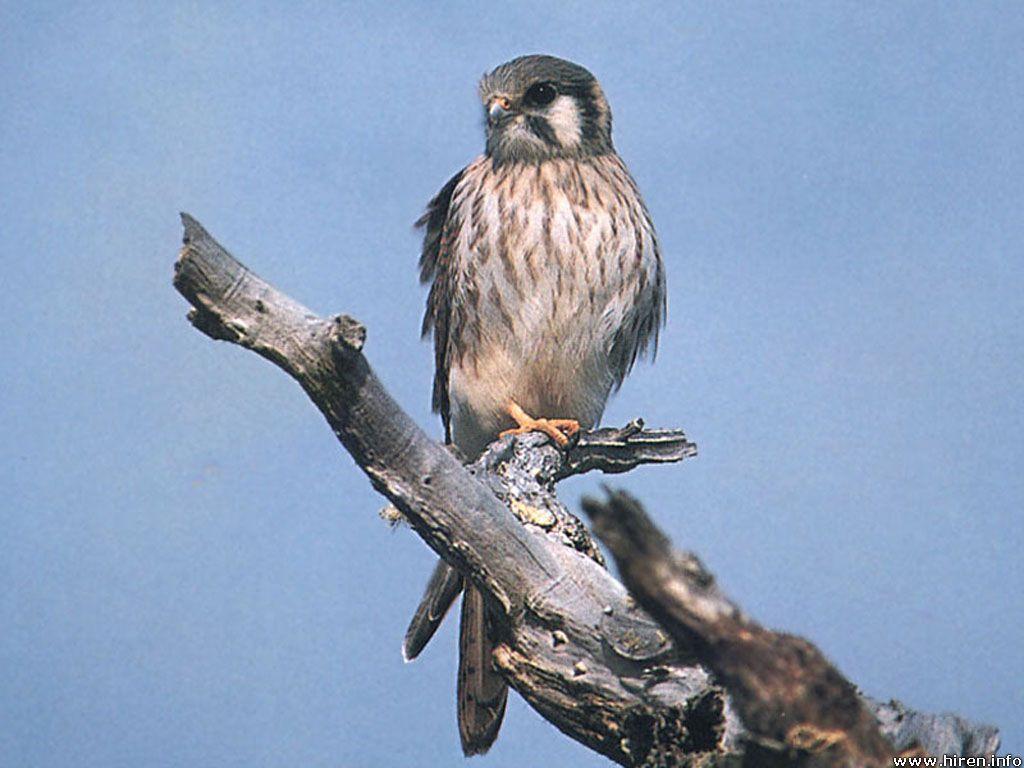 1024x768 HD Desktop Wallpaper: falcon wallpaper