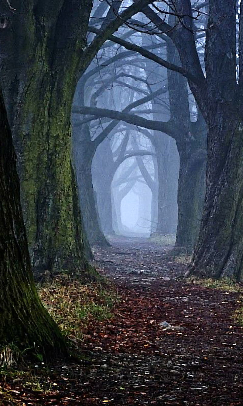 800x1339 Spooky Trail woods, halloween, night, omg, path, scary, tree, trees, HD phone wallpaper