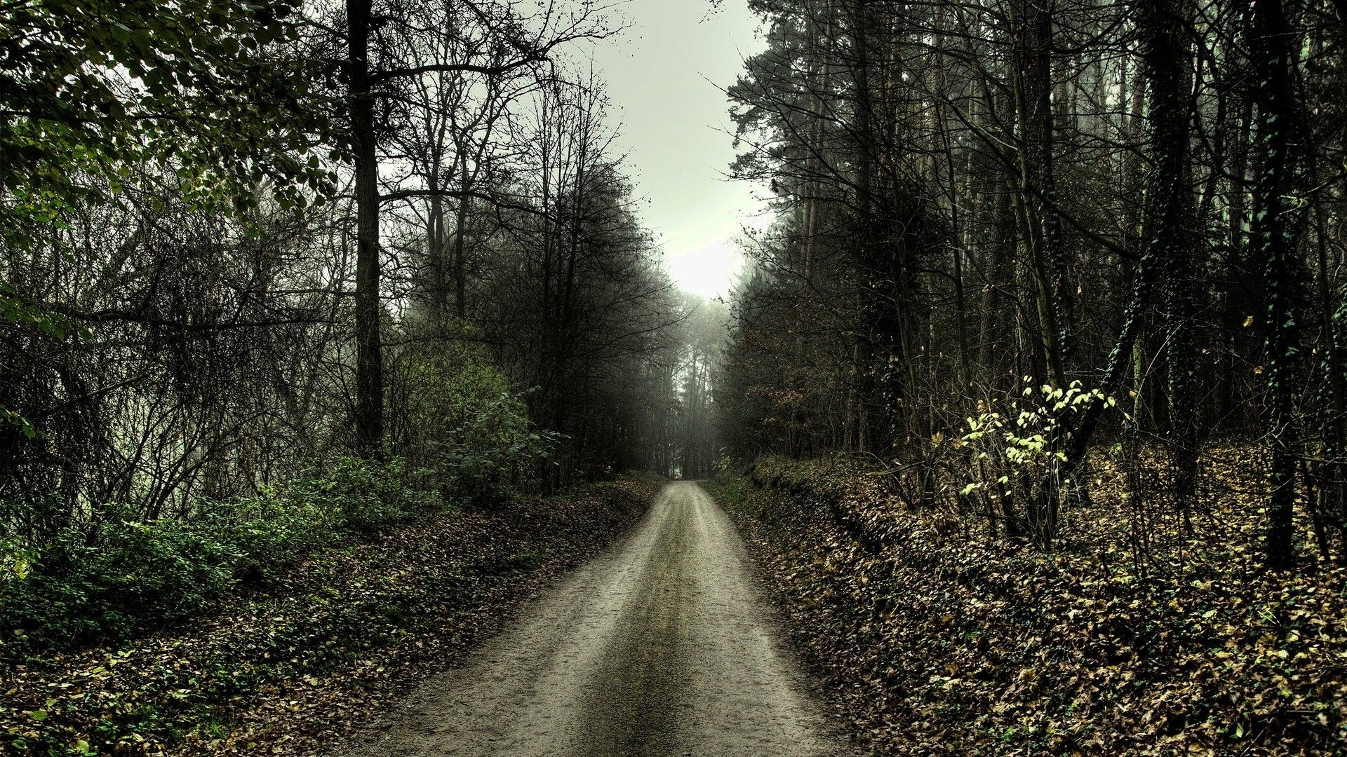 1920x1080 nature, Landscape, Path, Forest, Trees, Spooky Wallpaper HD / Desktop and Mobile Background