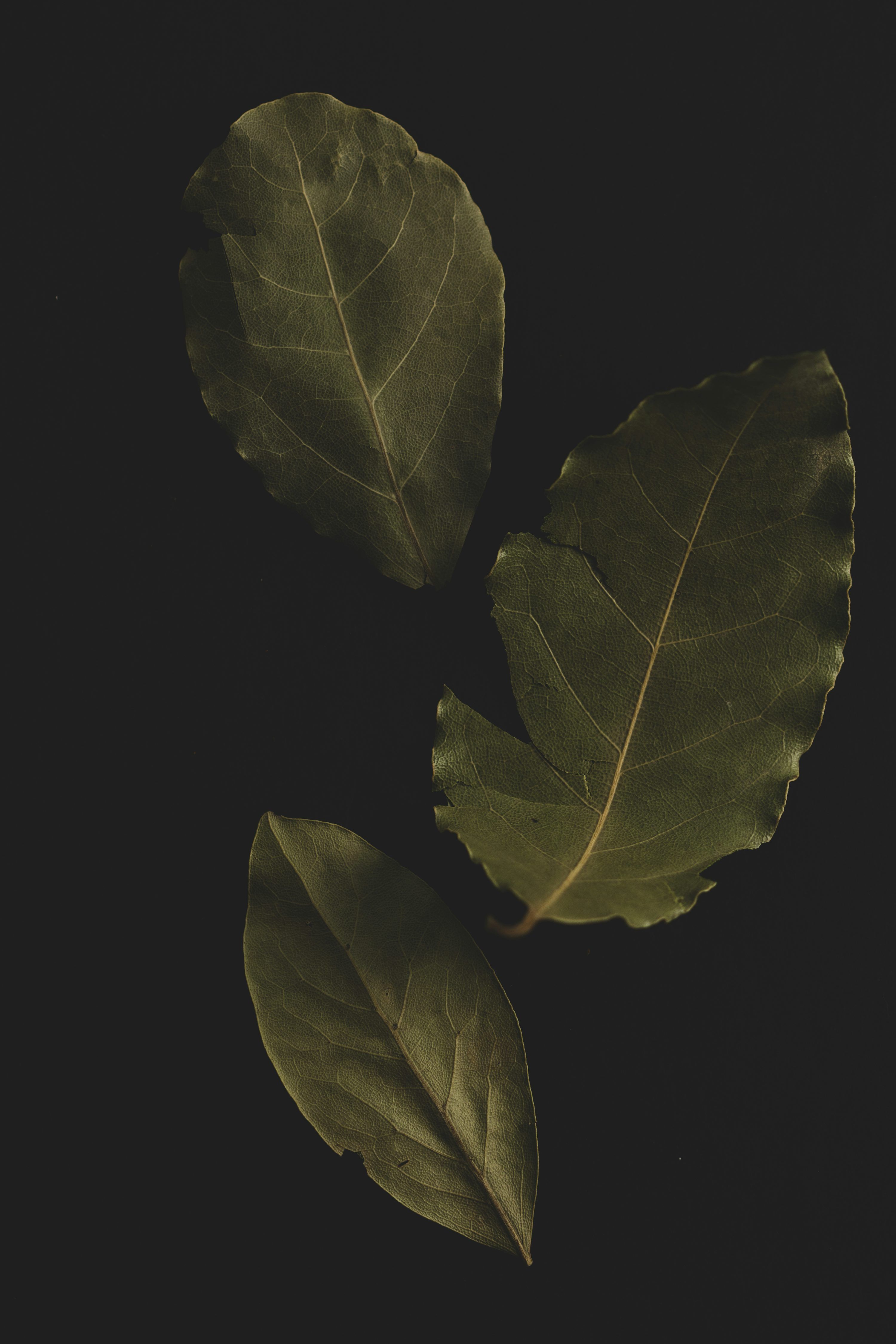 3000x4500 Bay Leaf Picture. Download Free Image