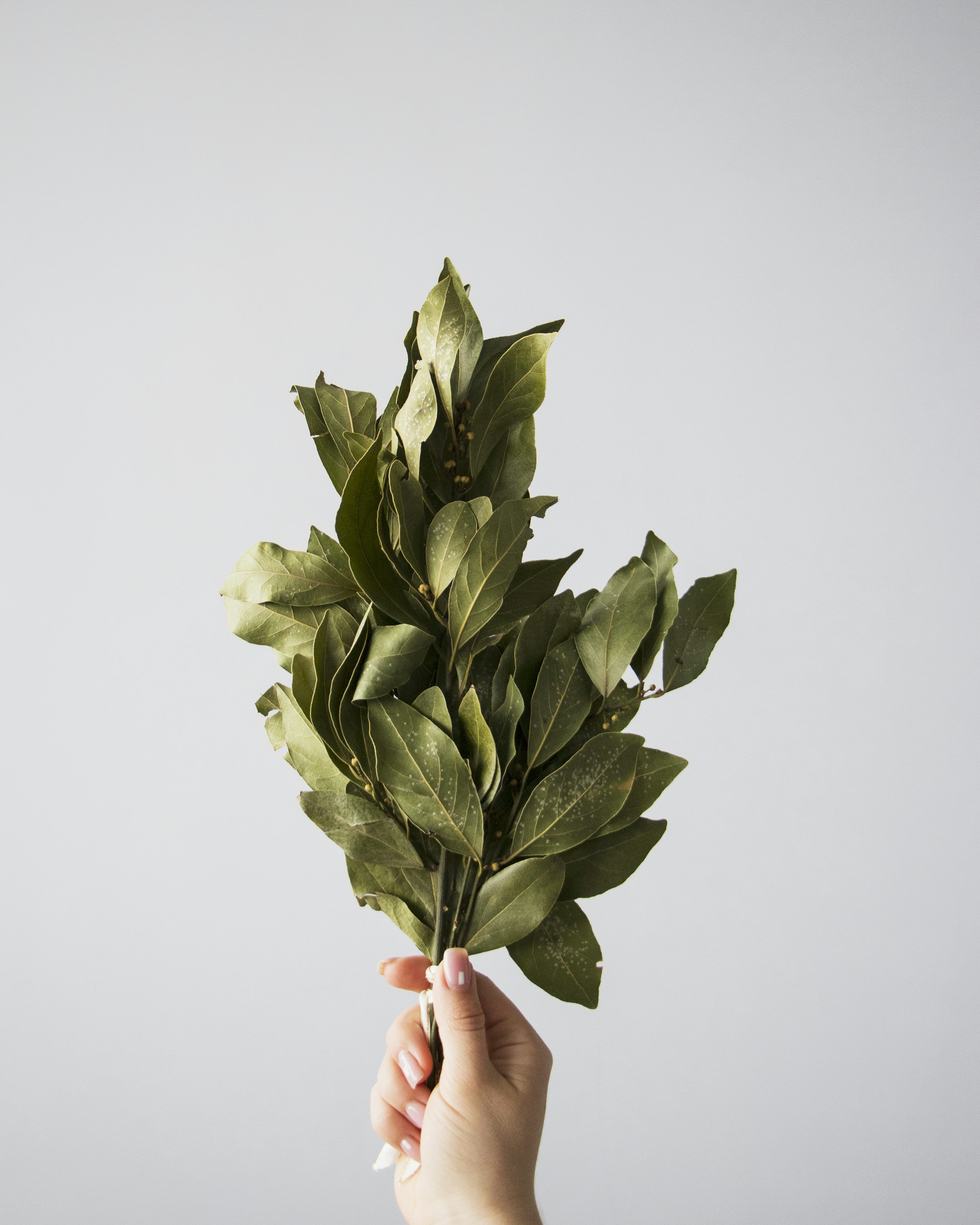 3000x3750 Bay Leaf Picture. Download Free Image