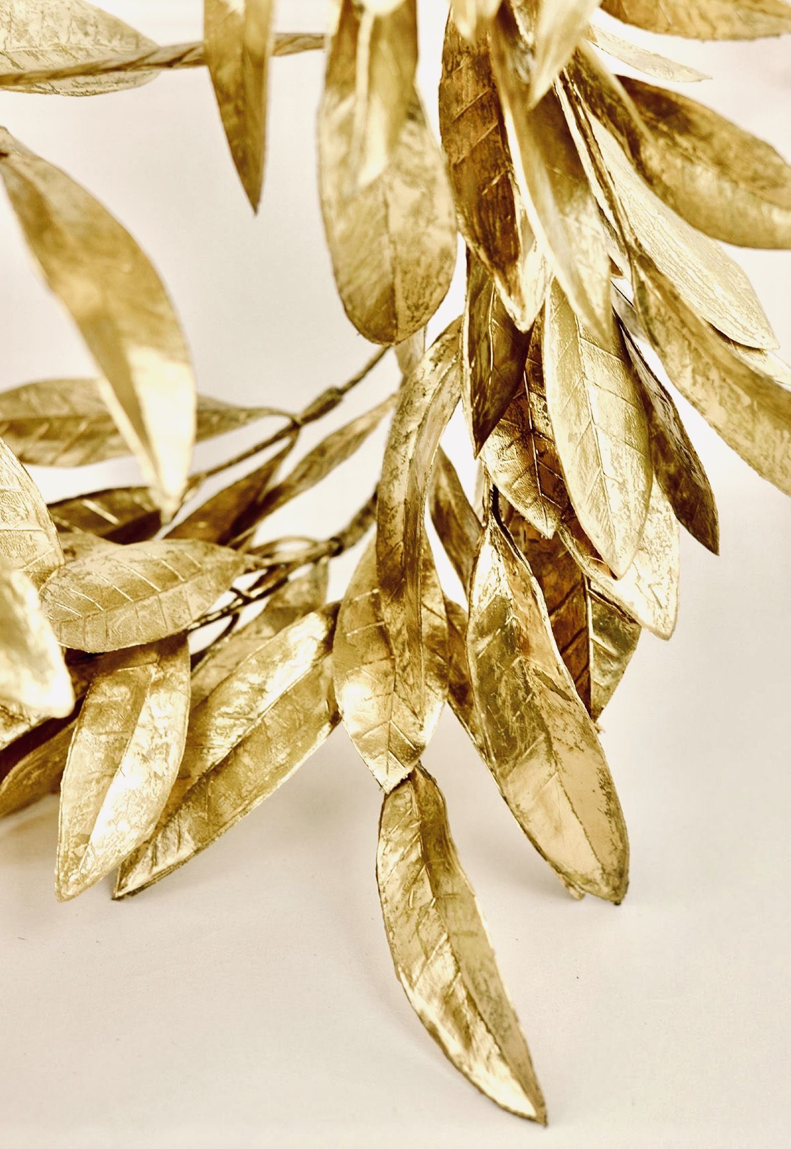 1569x2278 Bay Leaves Wallpaper