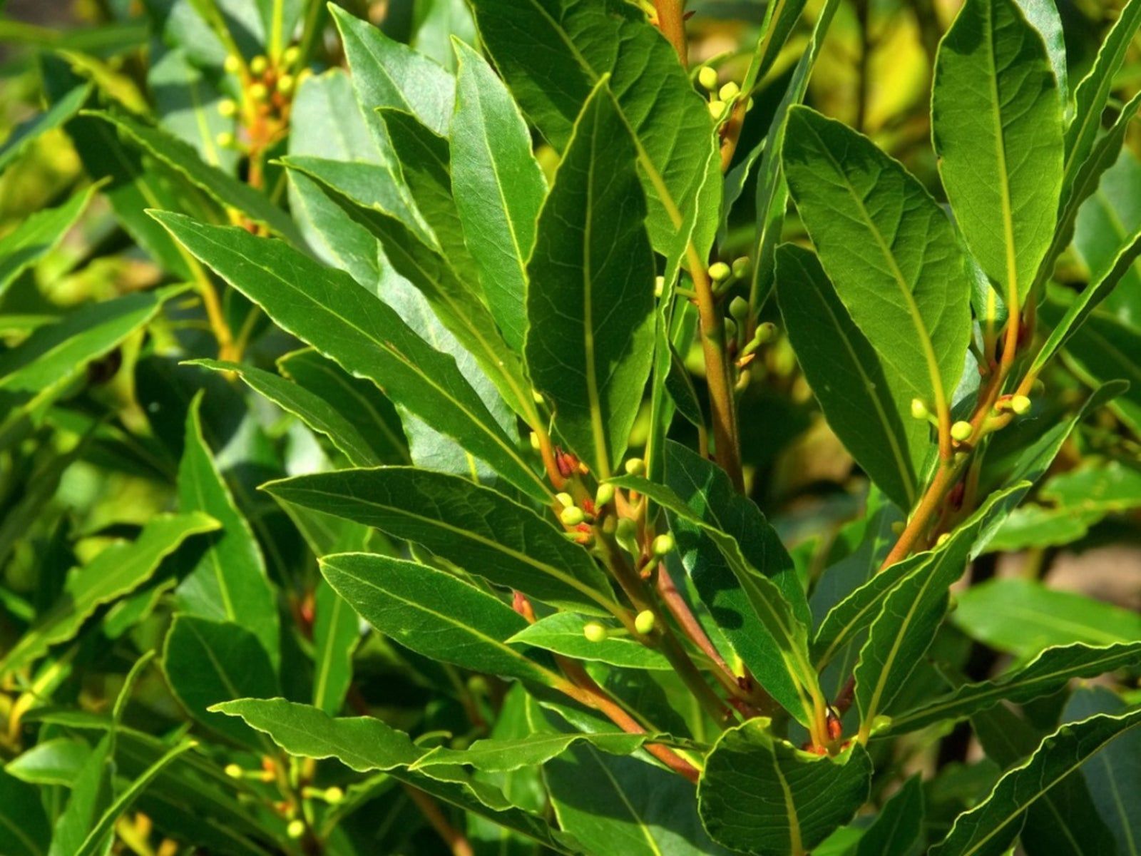 1600x1200 Can You Eat All Types Of Bay Leaves: Learn About Different Bay Tree Types. Gardening Know How