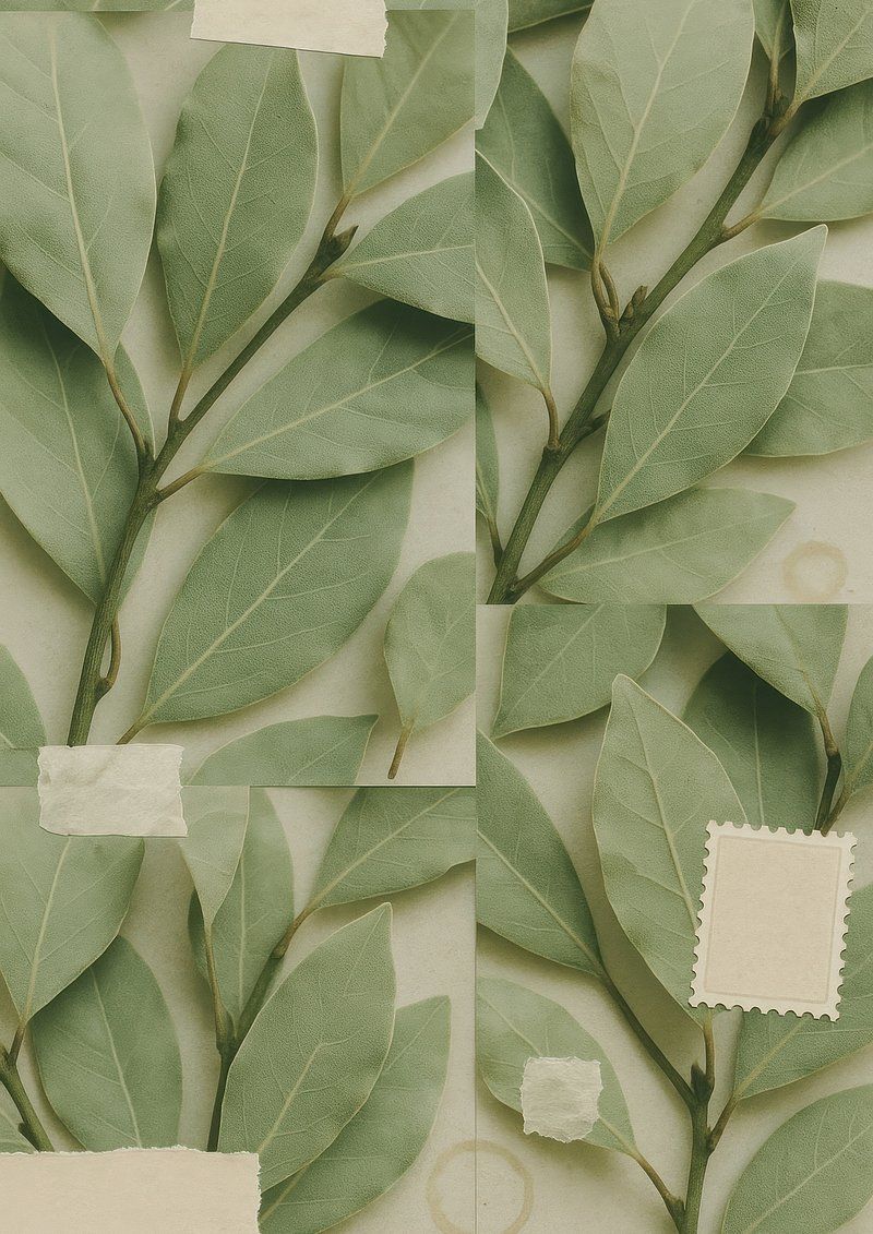 800x1131 Bay Leaf Laurel Tree Image Wallpaper