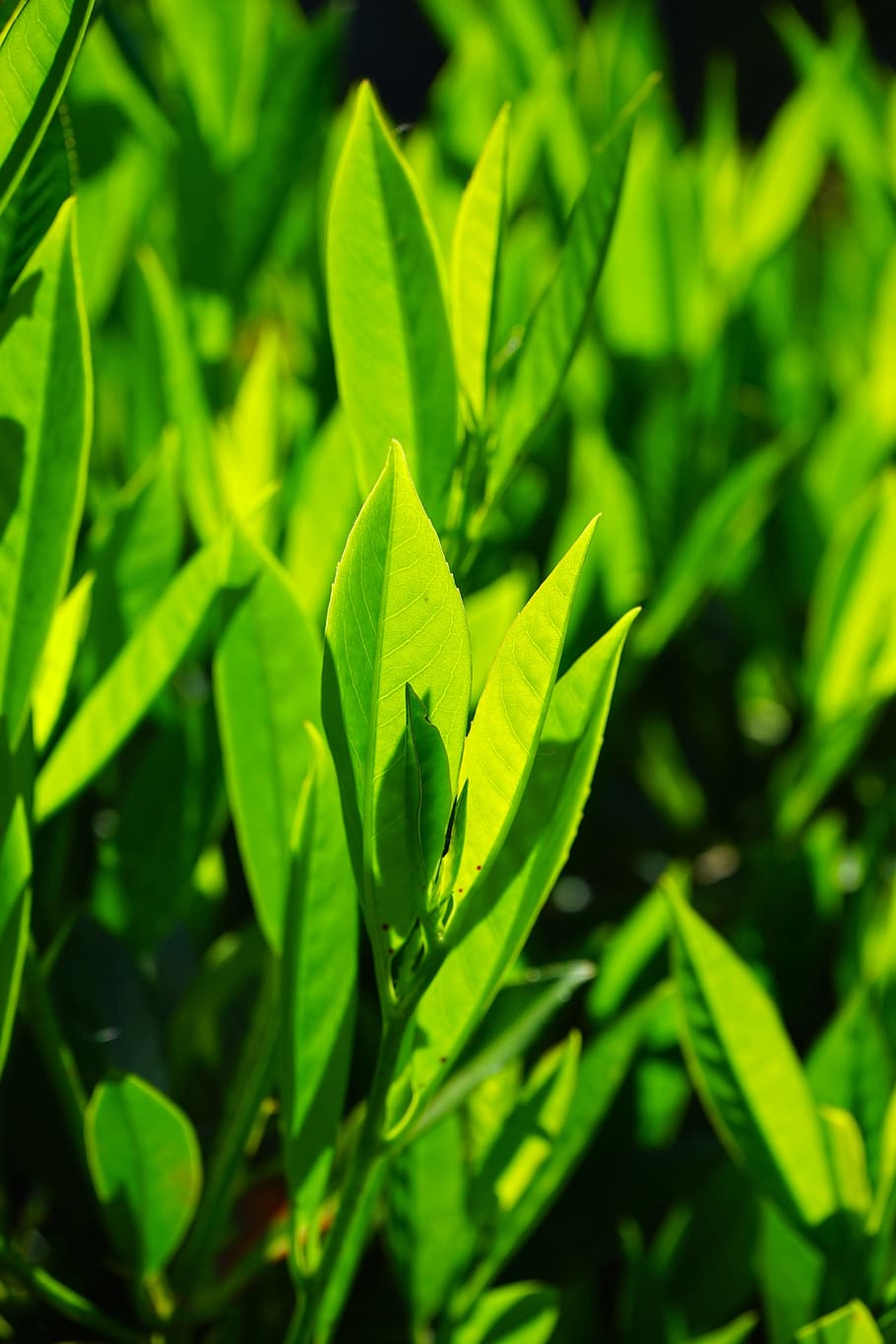 910x1365 HD wallpaper: Bay Leaves, Leaves, Green, Back Light, light green, shades of green