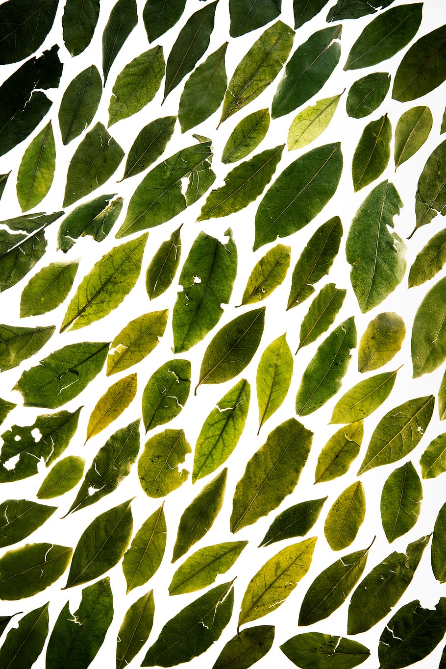 910x1365 HD wallpaper: leaves, backlit, bay, bay leaves, full frame, white background