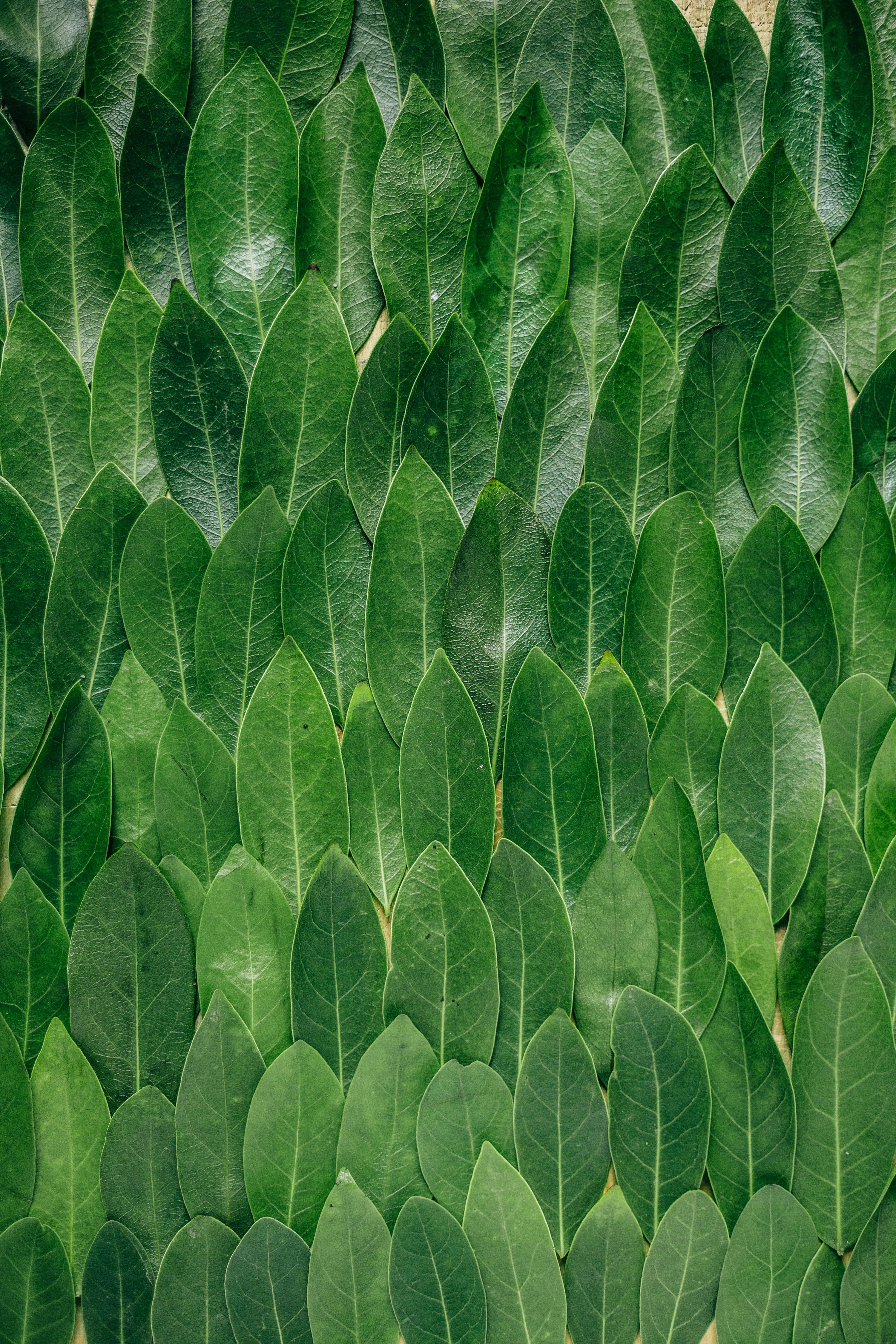 3000x4500 Red plant leaves photo
